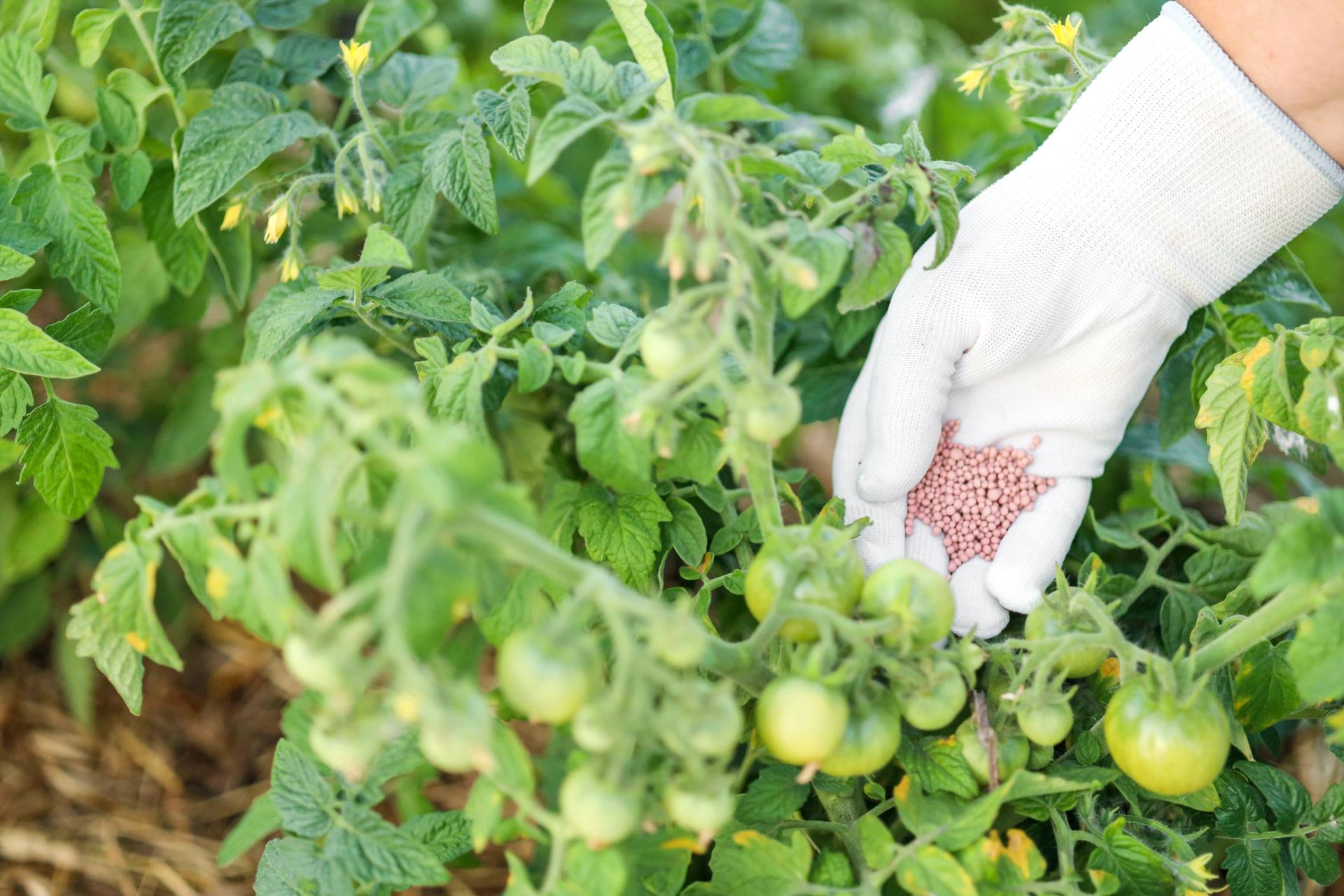 fertilizing tomato shrub