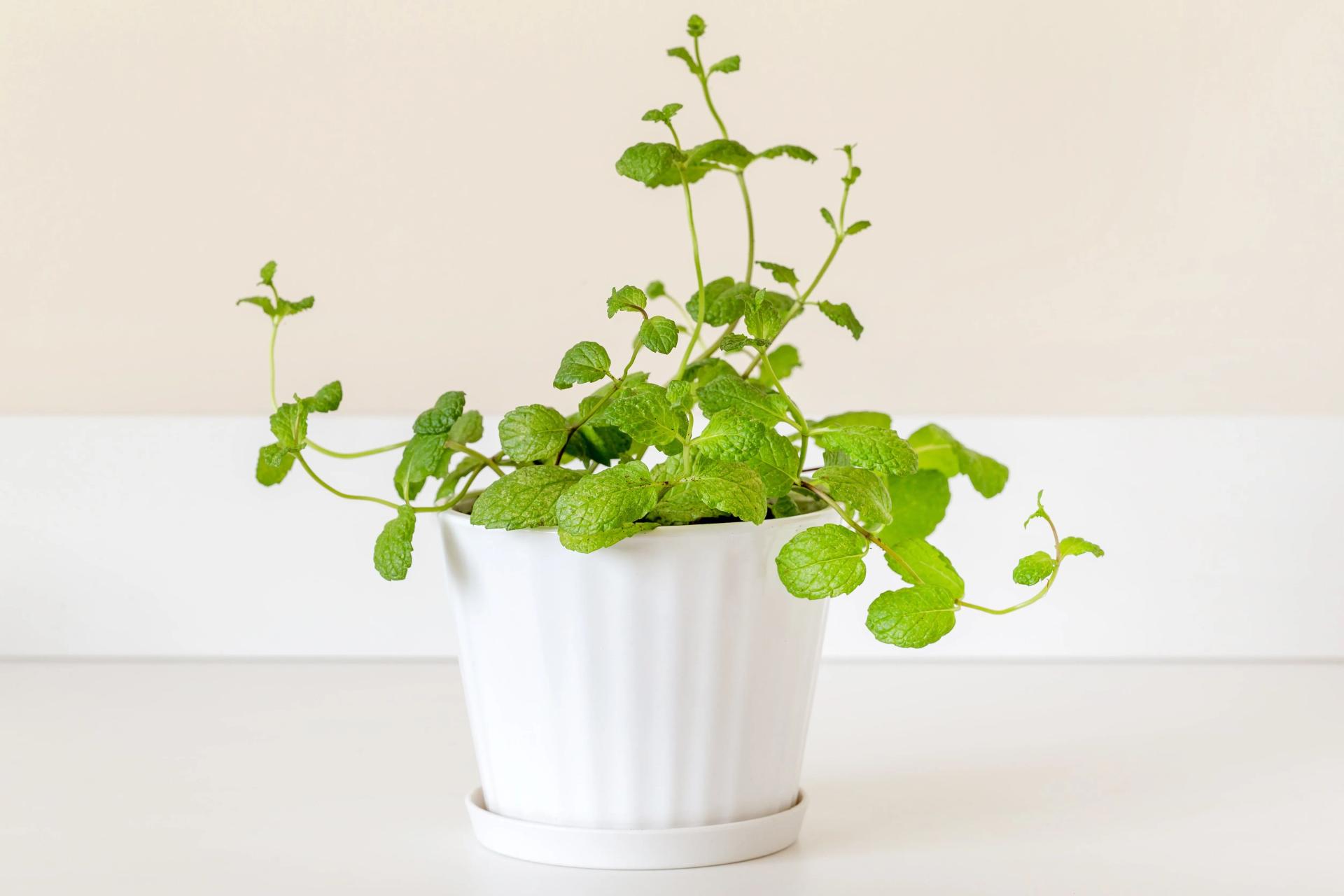 Potted Spearmint
