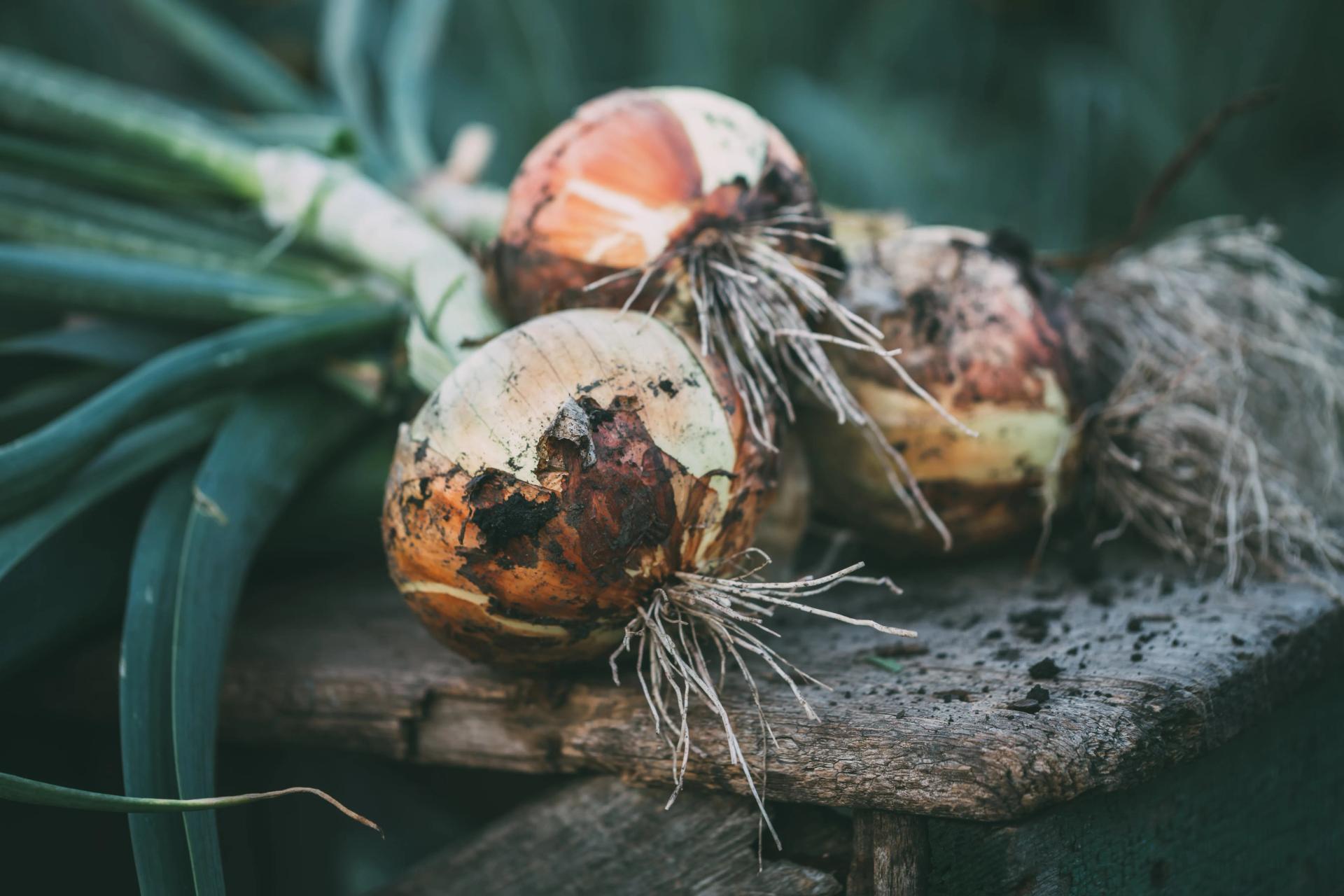 freshly-picked-organic-onions-2021-08-26-18-49-55-utc-min.jpg freshly-picked-organic-onions-2021-08-26-18-49-55-utc-min.jpg
