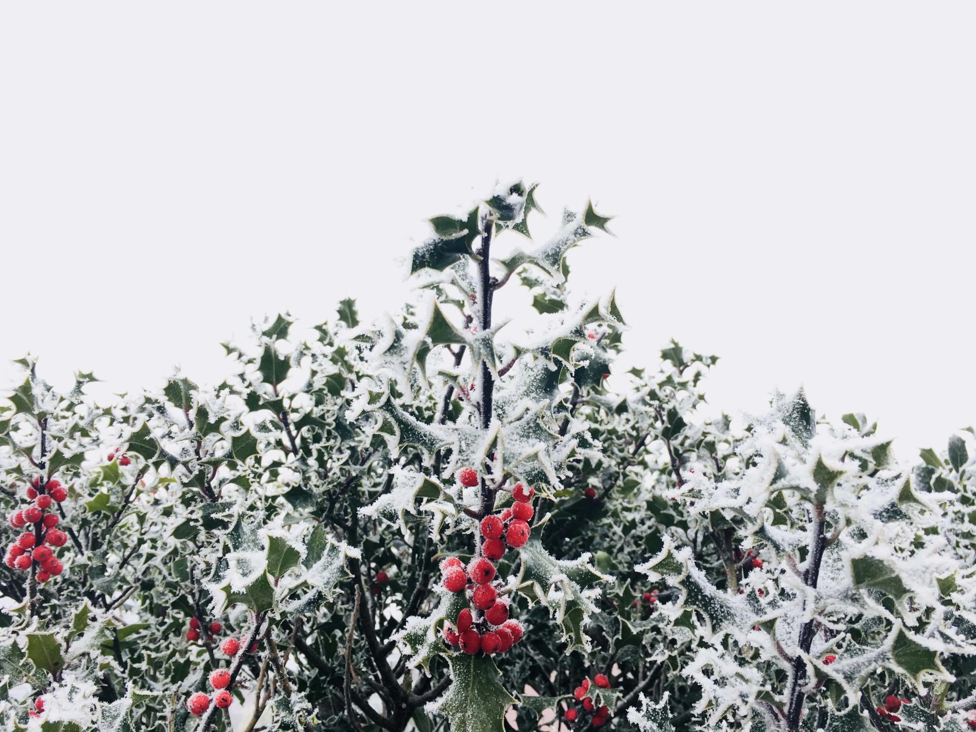 Holly Plant in Snow