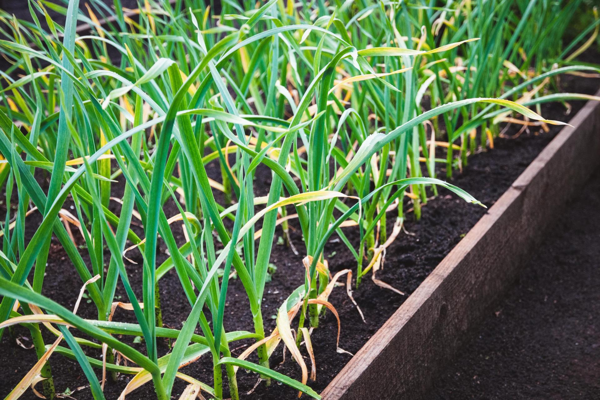 Garlic Growing