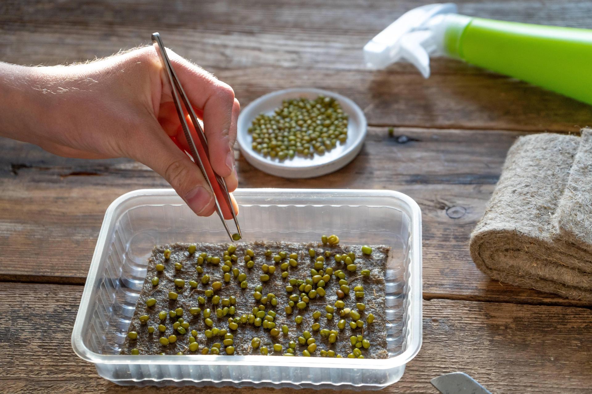 Germinating Seeds in a Container