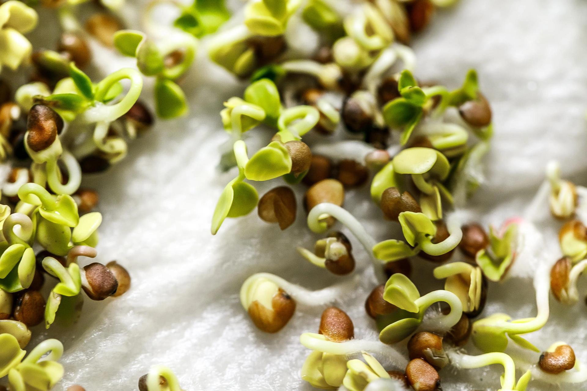 Sprouting Seeds on a Paper Towel