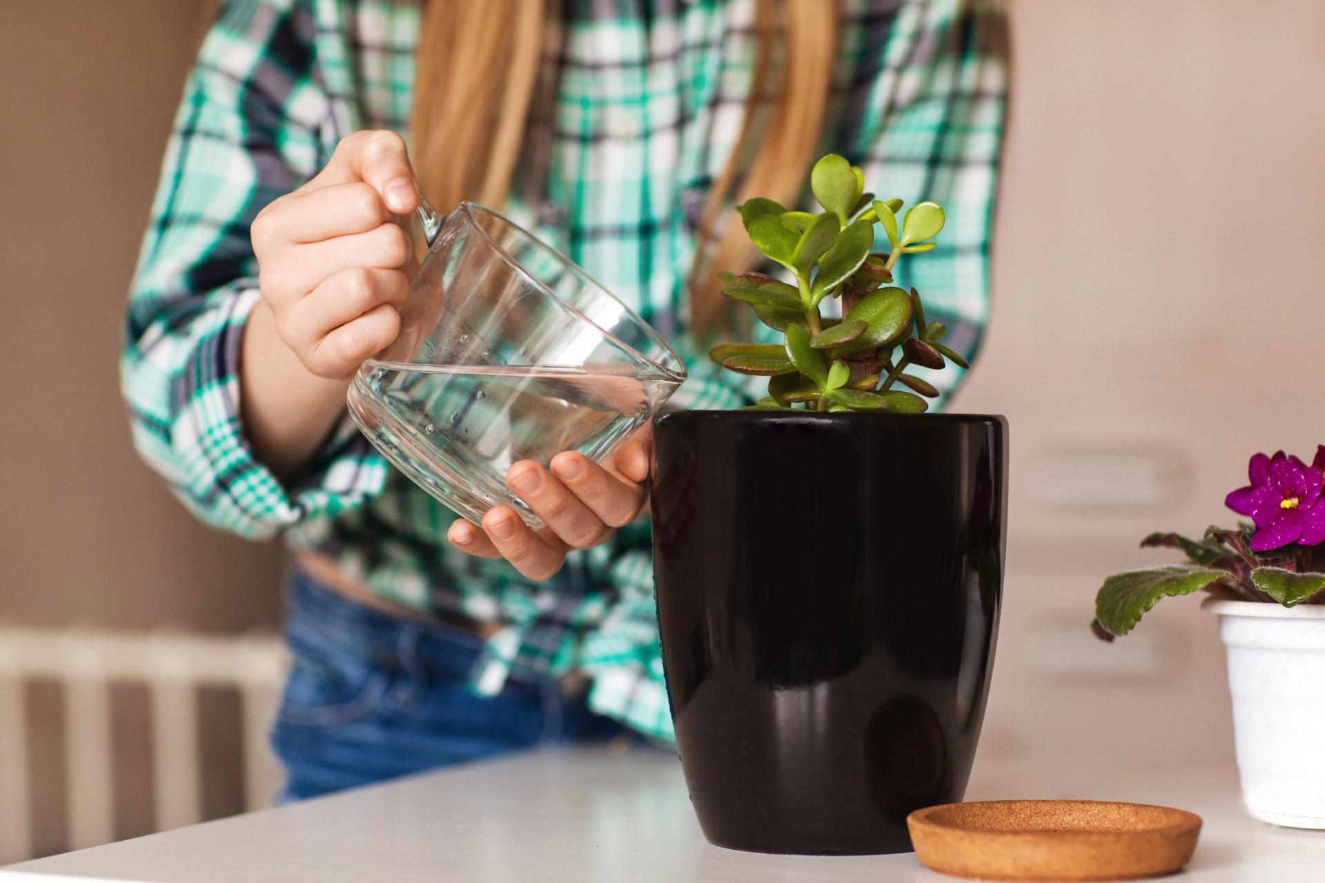 Watering a Houseplant