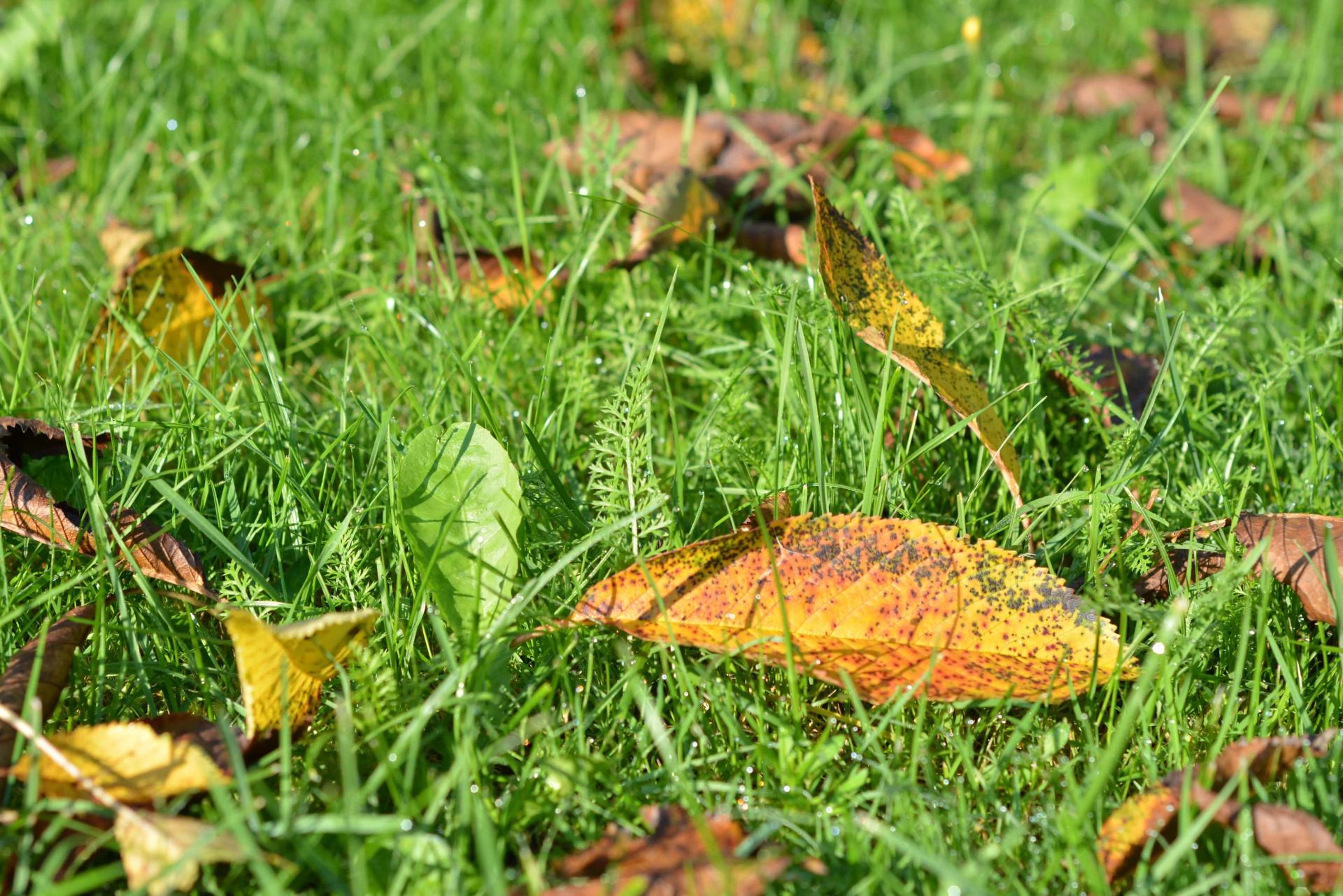 Leaves in the Grass