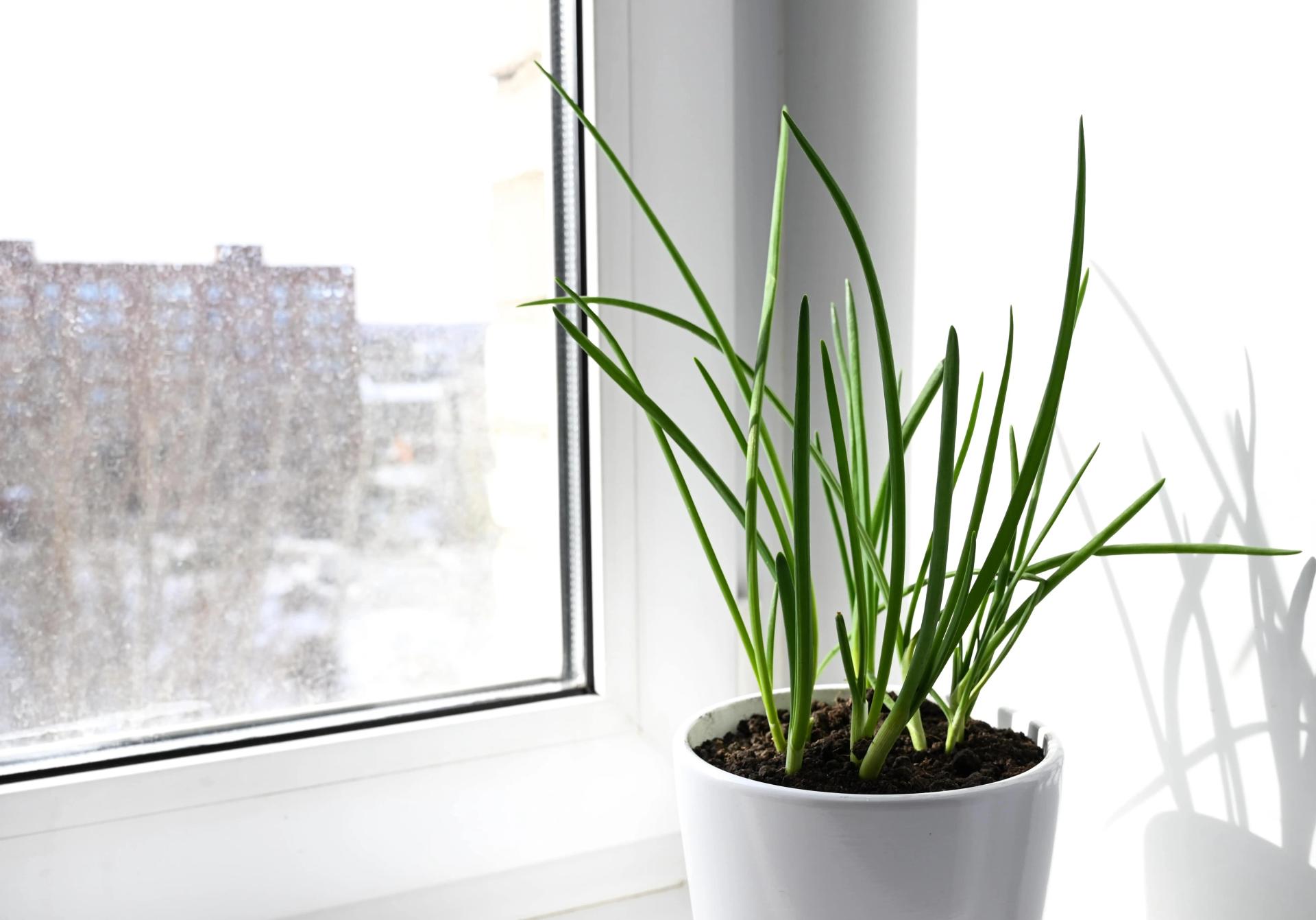 Green Onions Grow in a Pot Indoors