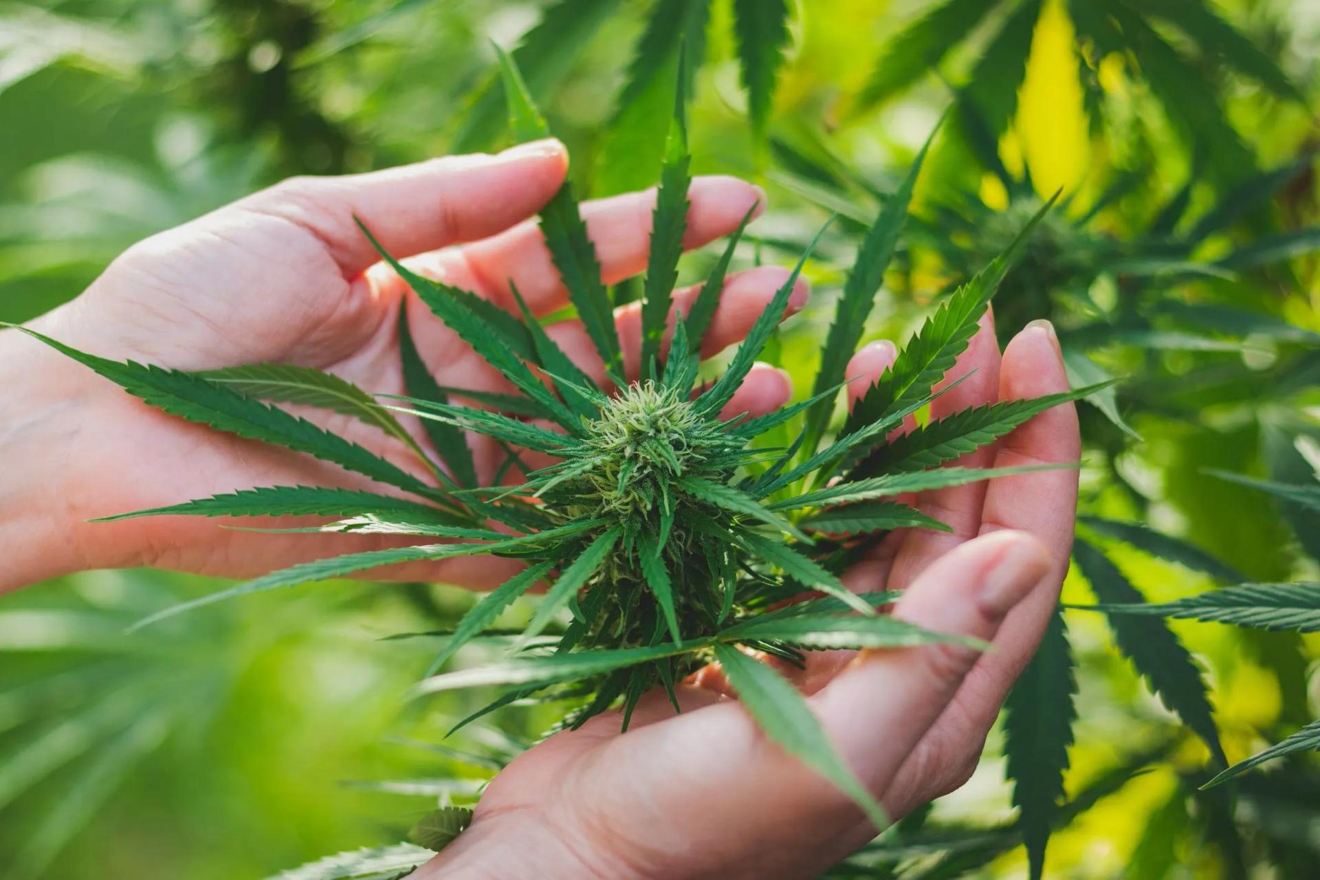 Cannabis Plant in Hands