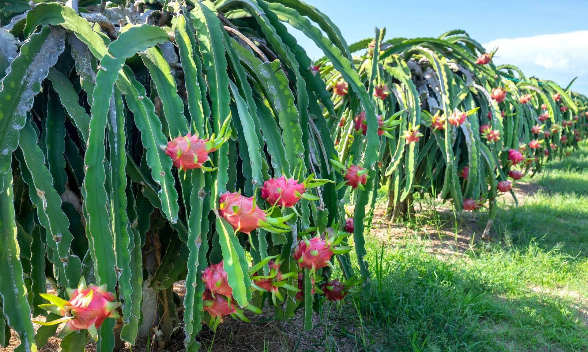 Dragon Fruit Field