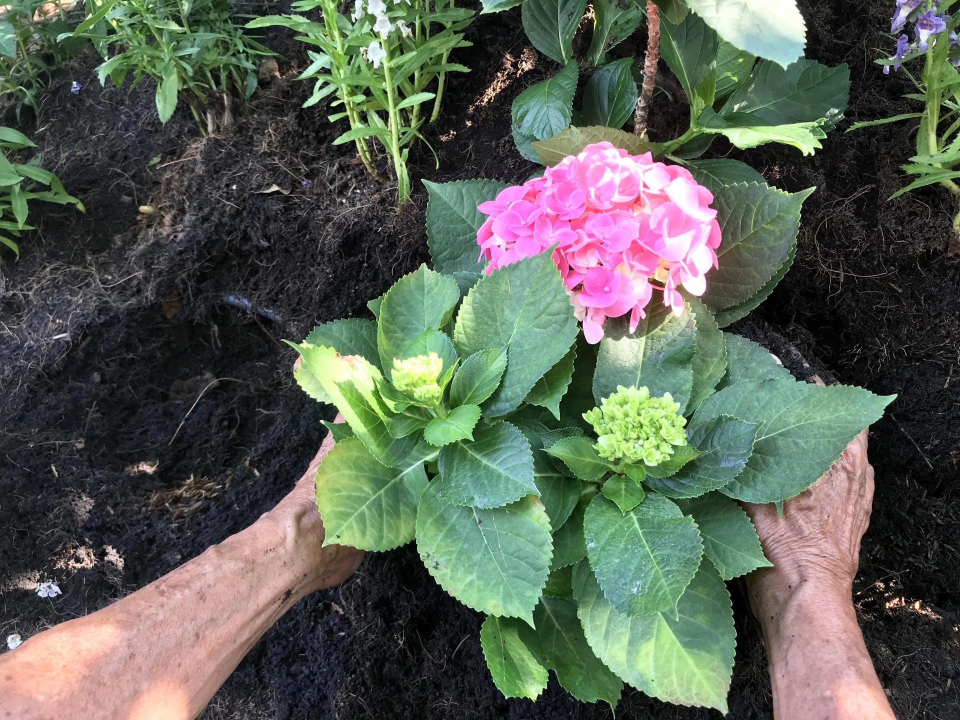 Spring Planting Hydrangeas 