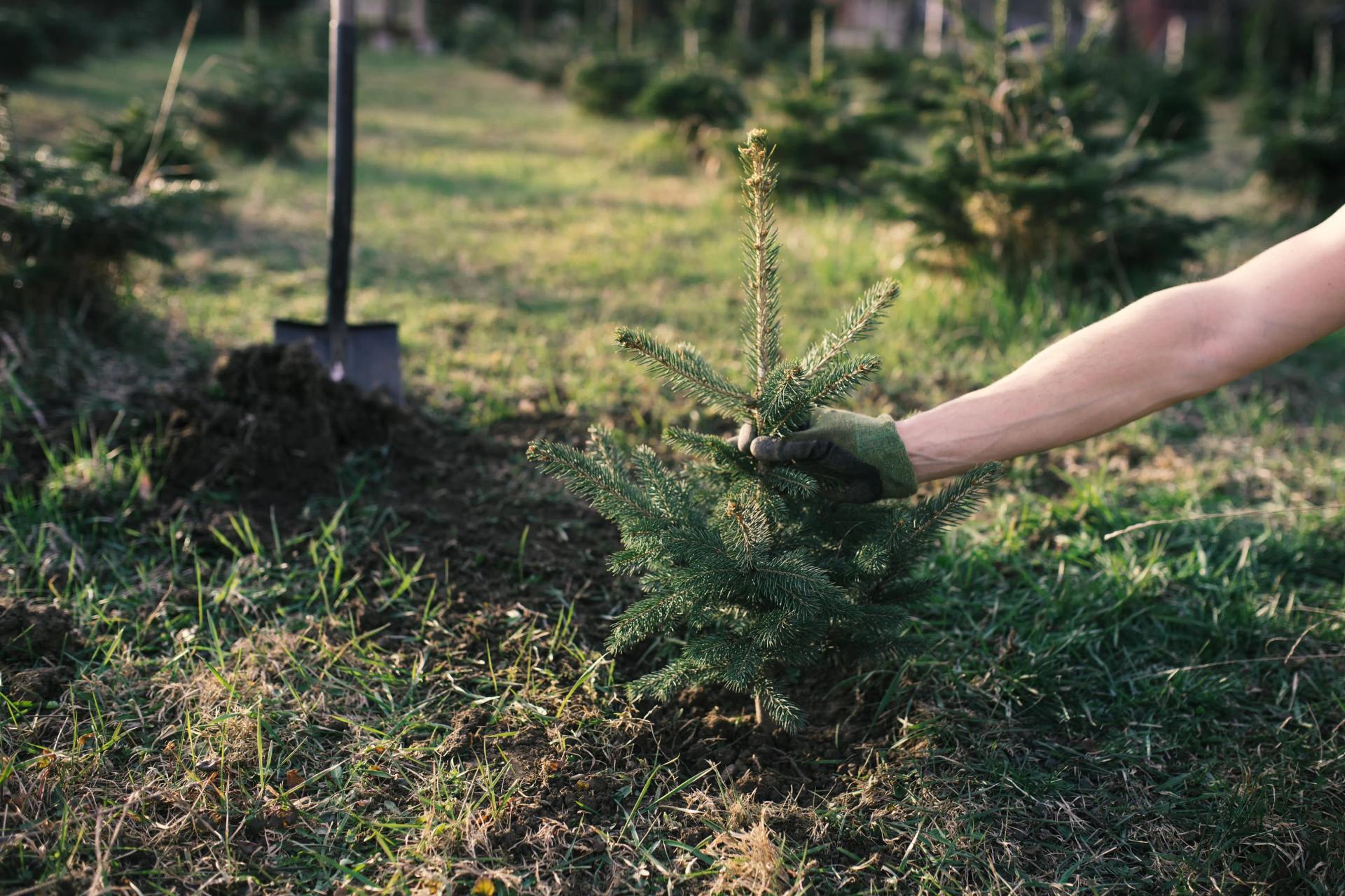 Planting Christmas Tree Outdoors