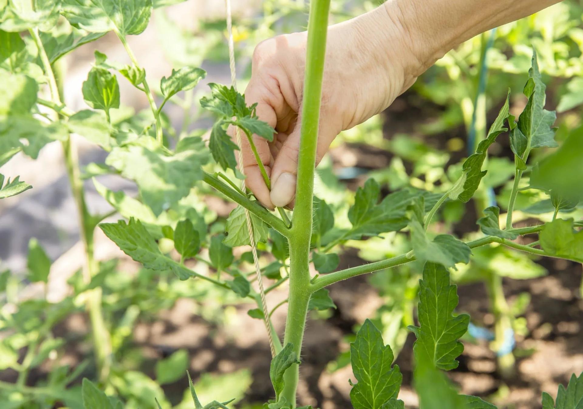 Pinching off the Suckers on Tomato Plants