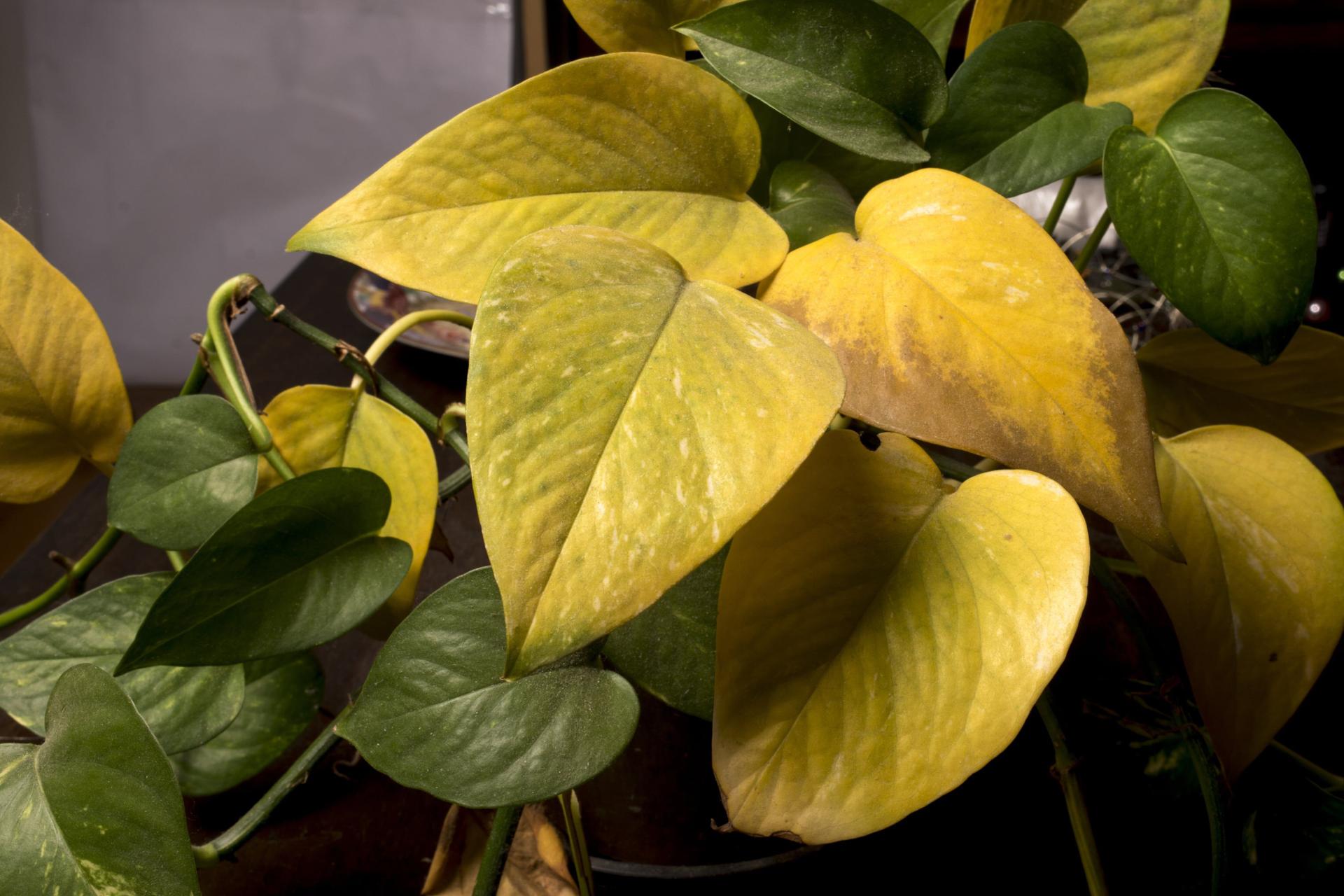 Overwatering Problem in Yellowing Leaves