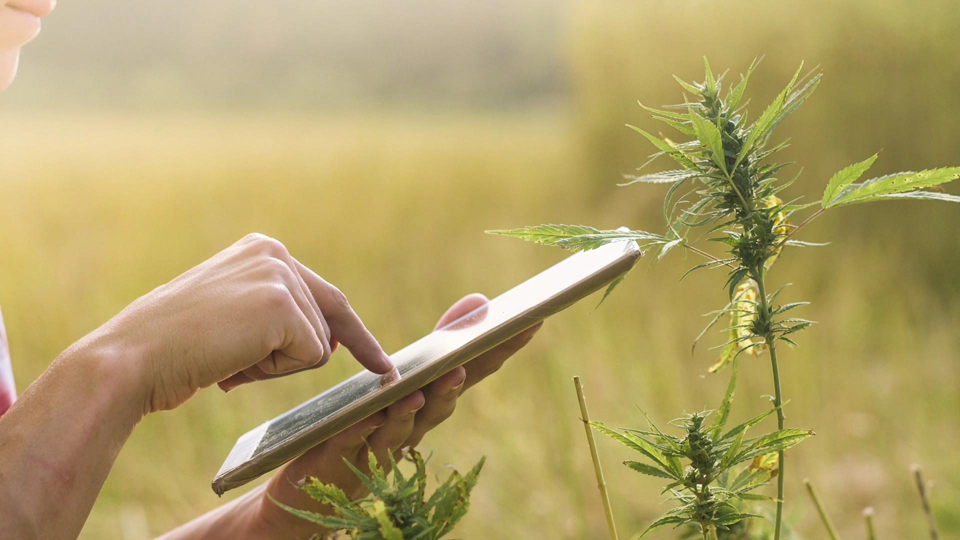 Identifying Cannabis Plant