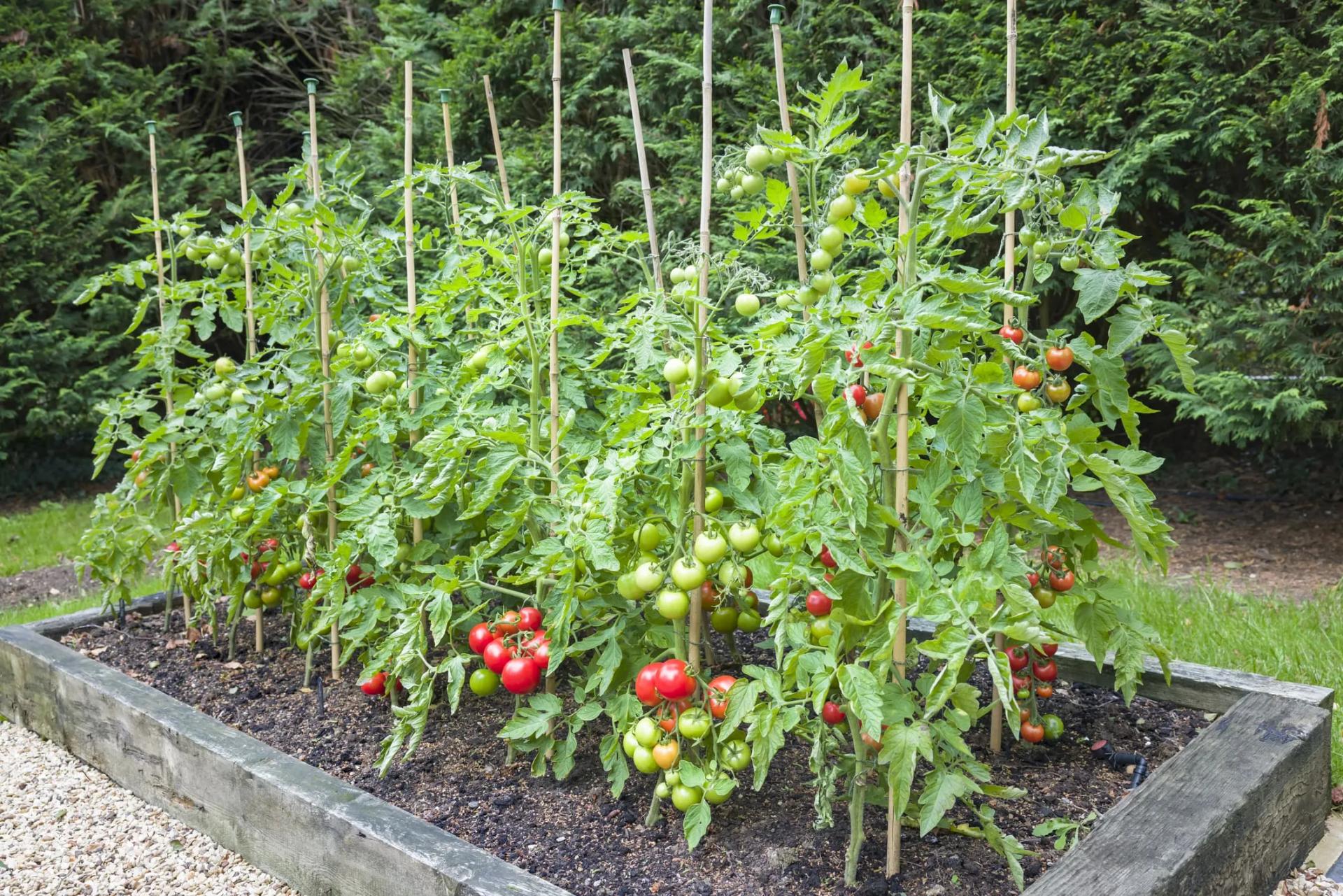 Tomato Plants with Stakes Outdoors