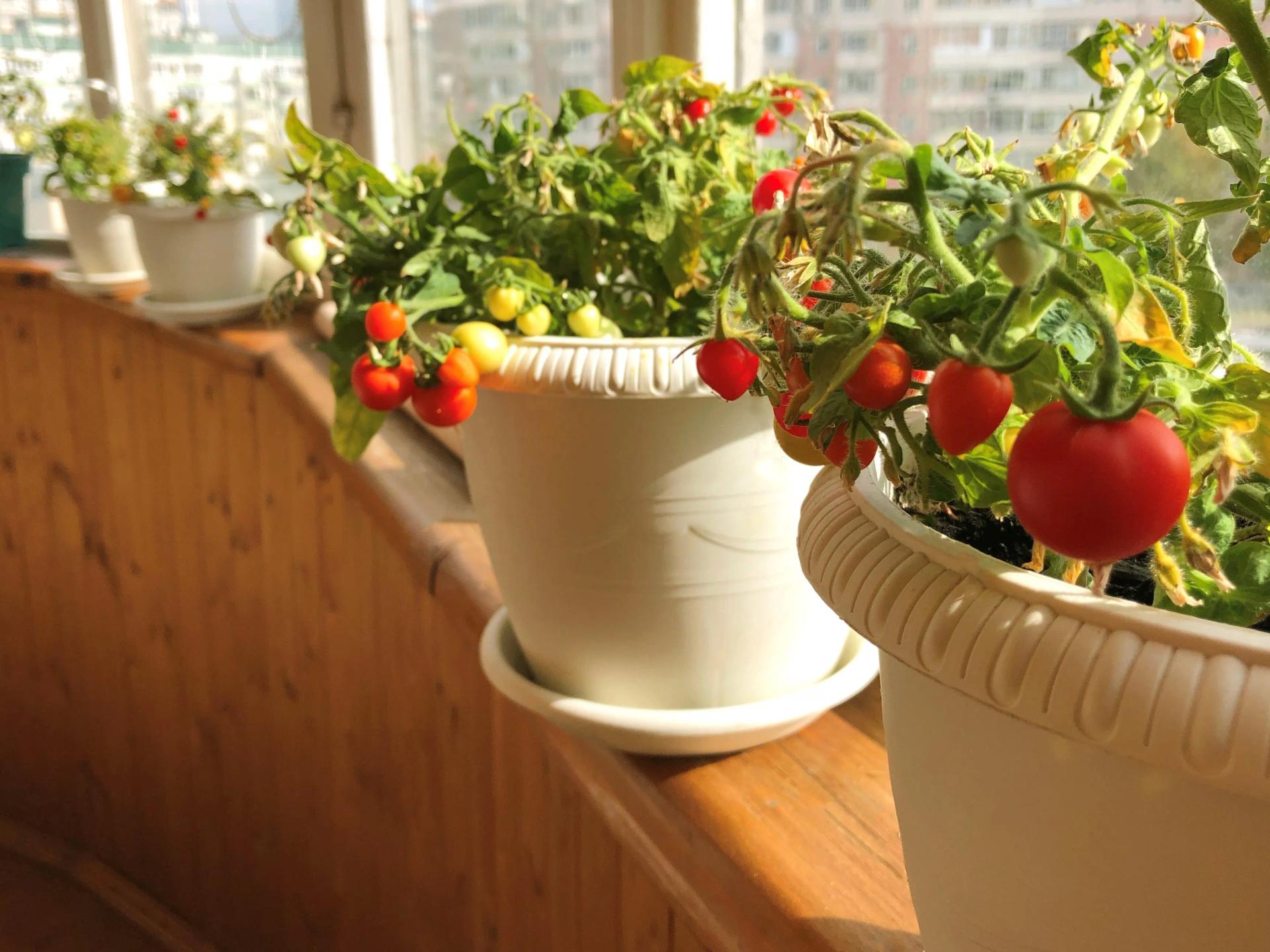 Cherry Tomatoes in Pots Indoors