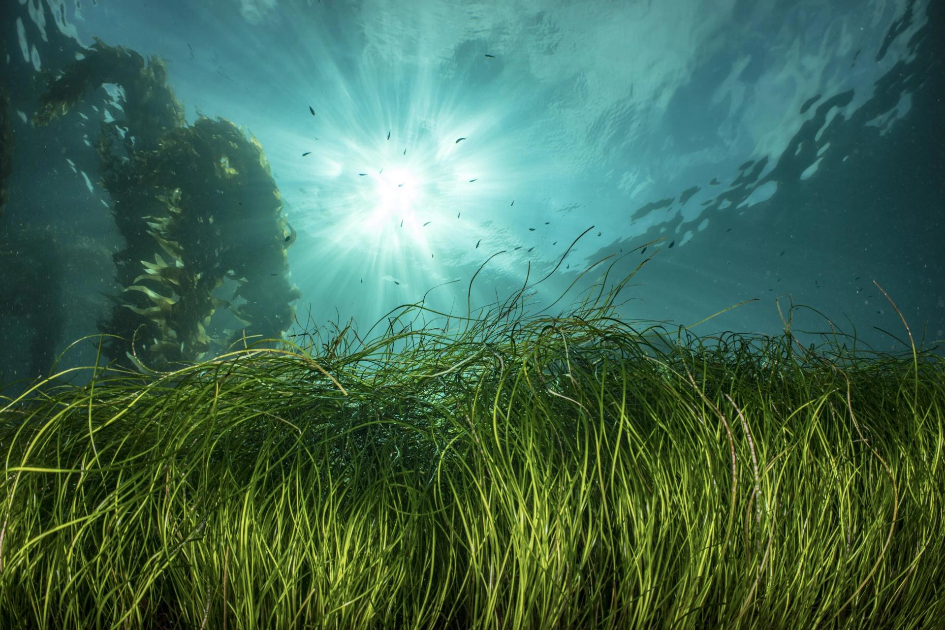 Underwater Grass