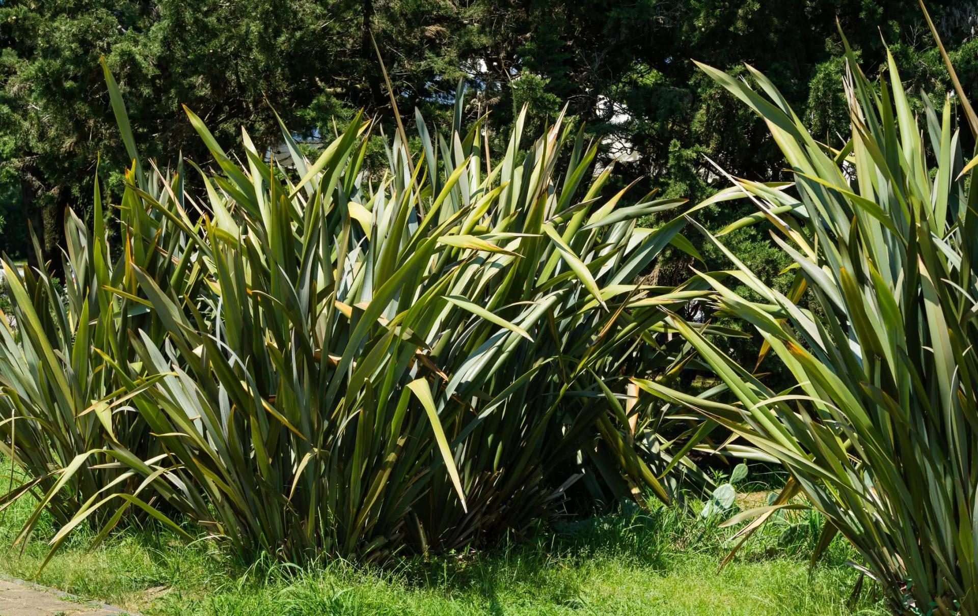 New Zealand Flax (Phormium tenax) Outdoors