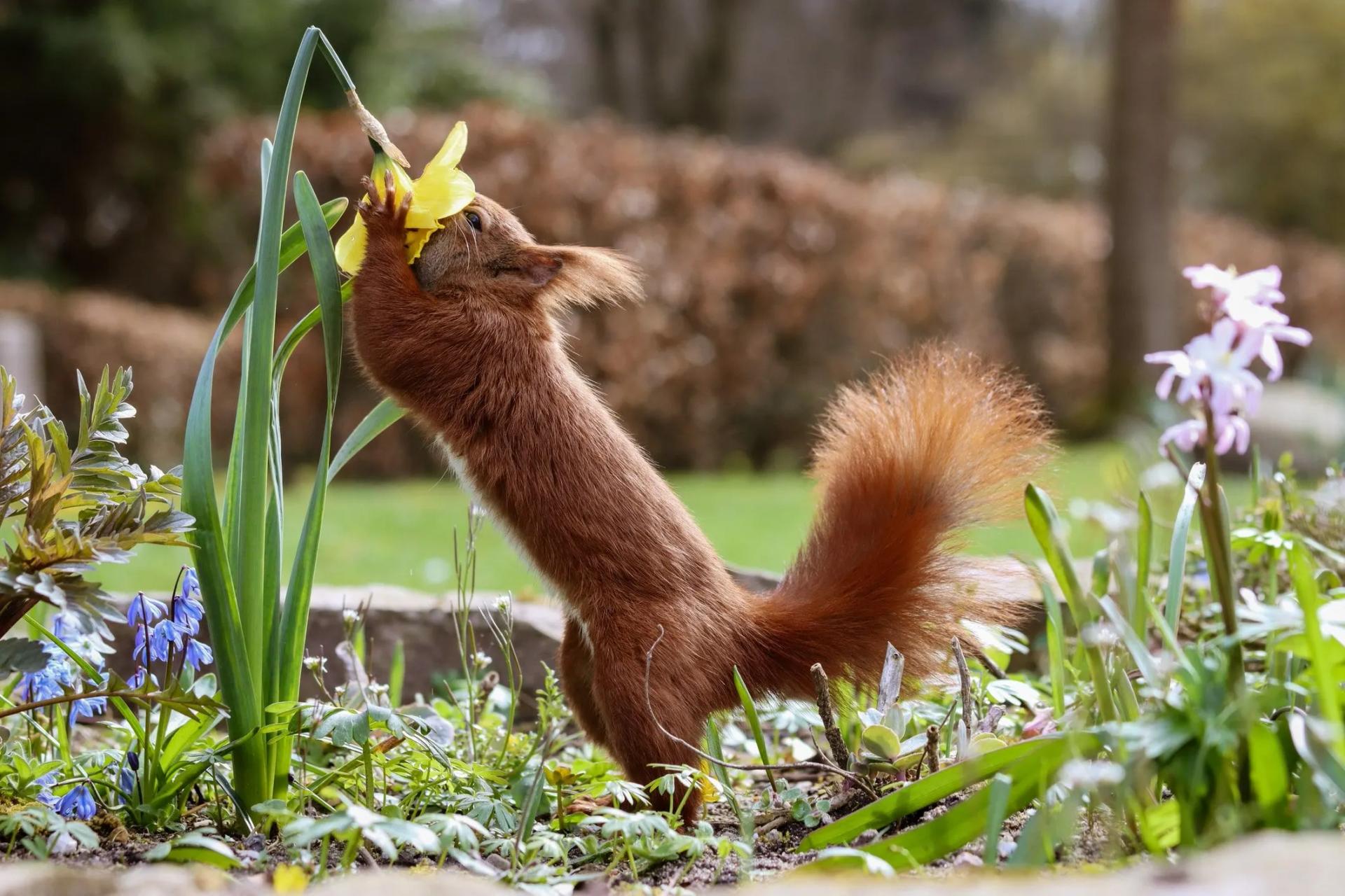 Squirrel Smelling Flower