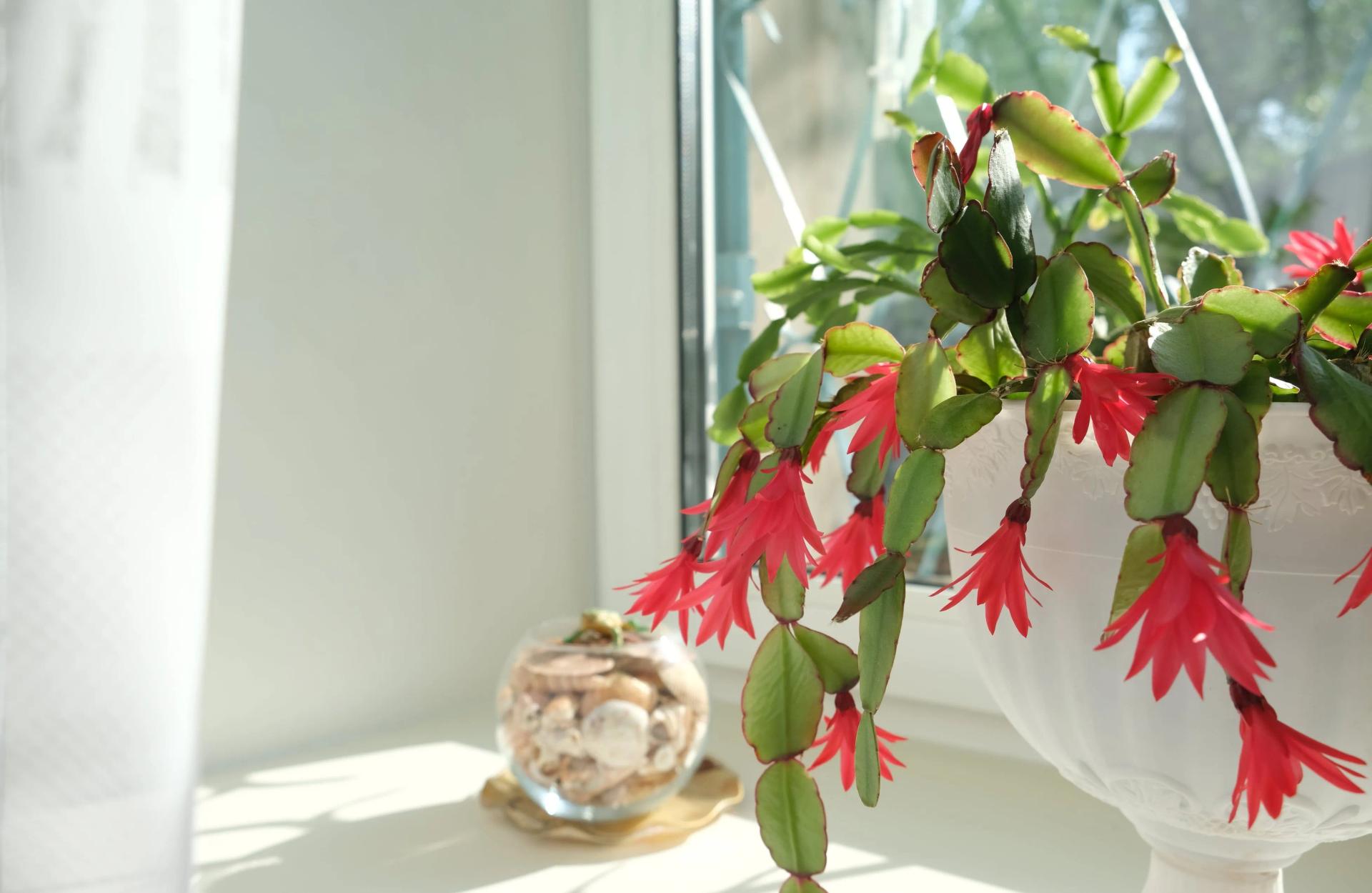 Easter Cactus Indoors in a Pot