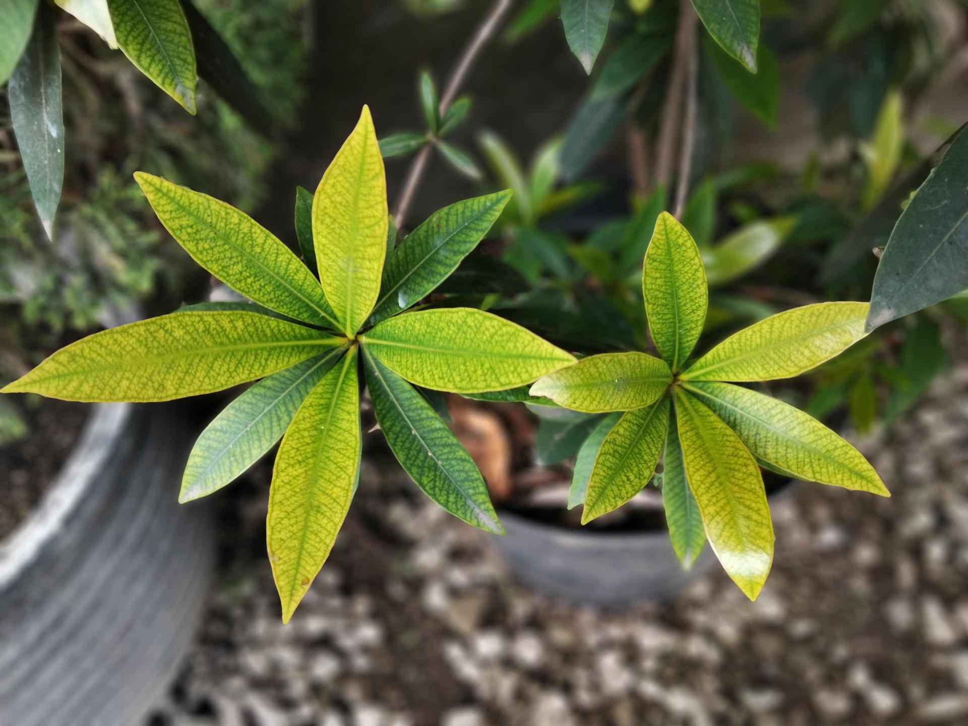 Money Tree Plant with Yellowing Leaves