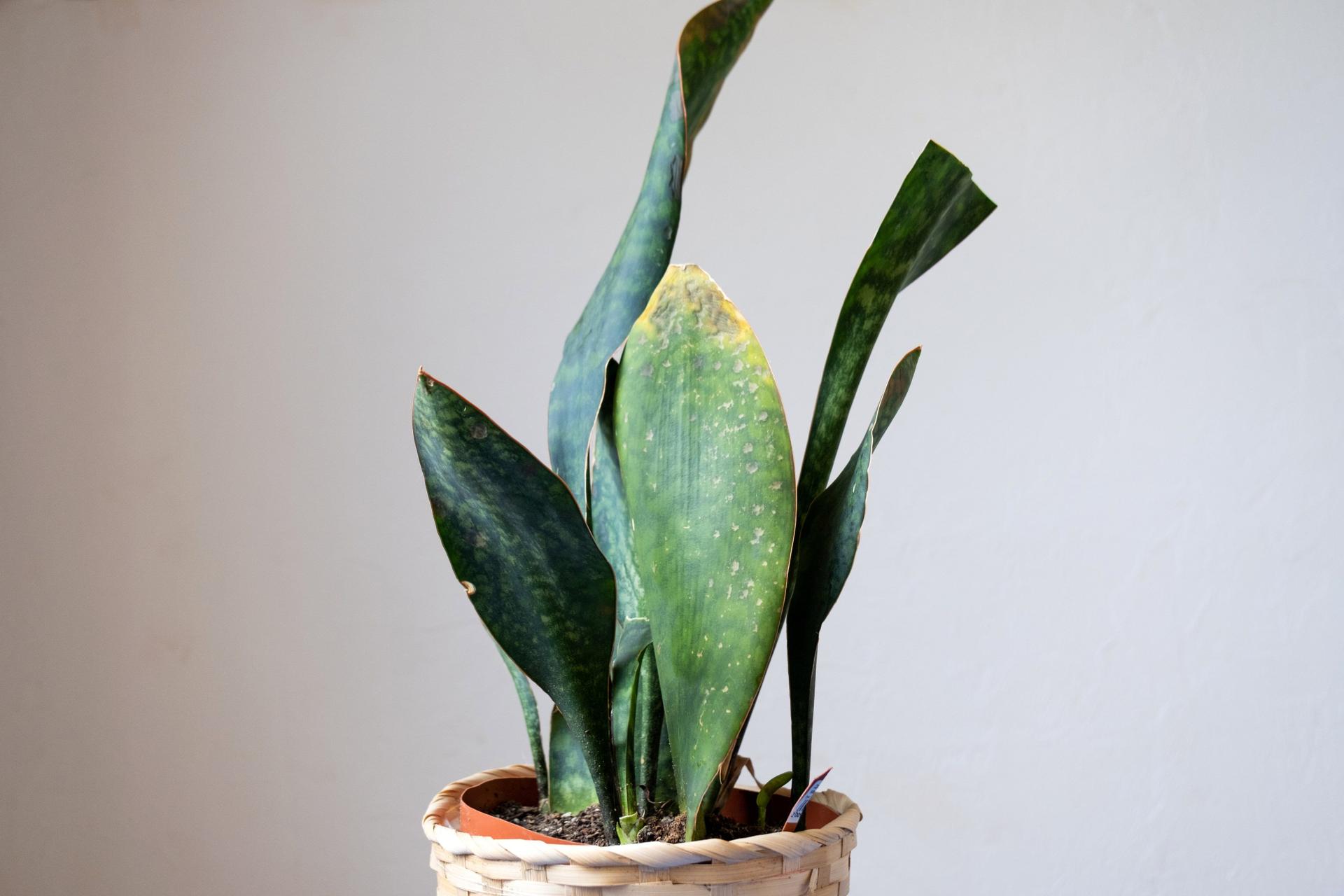 Snake Plant with Yellowing Leaves