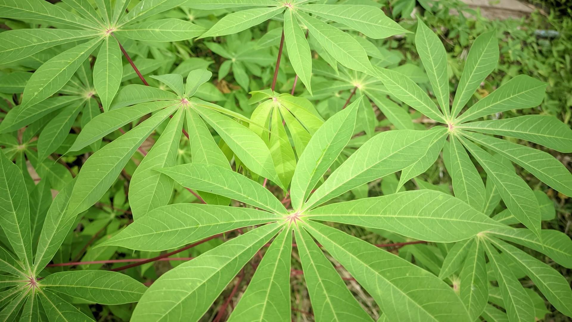 Cassava Leaves