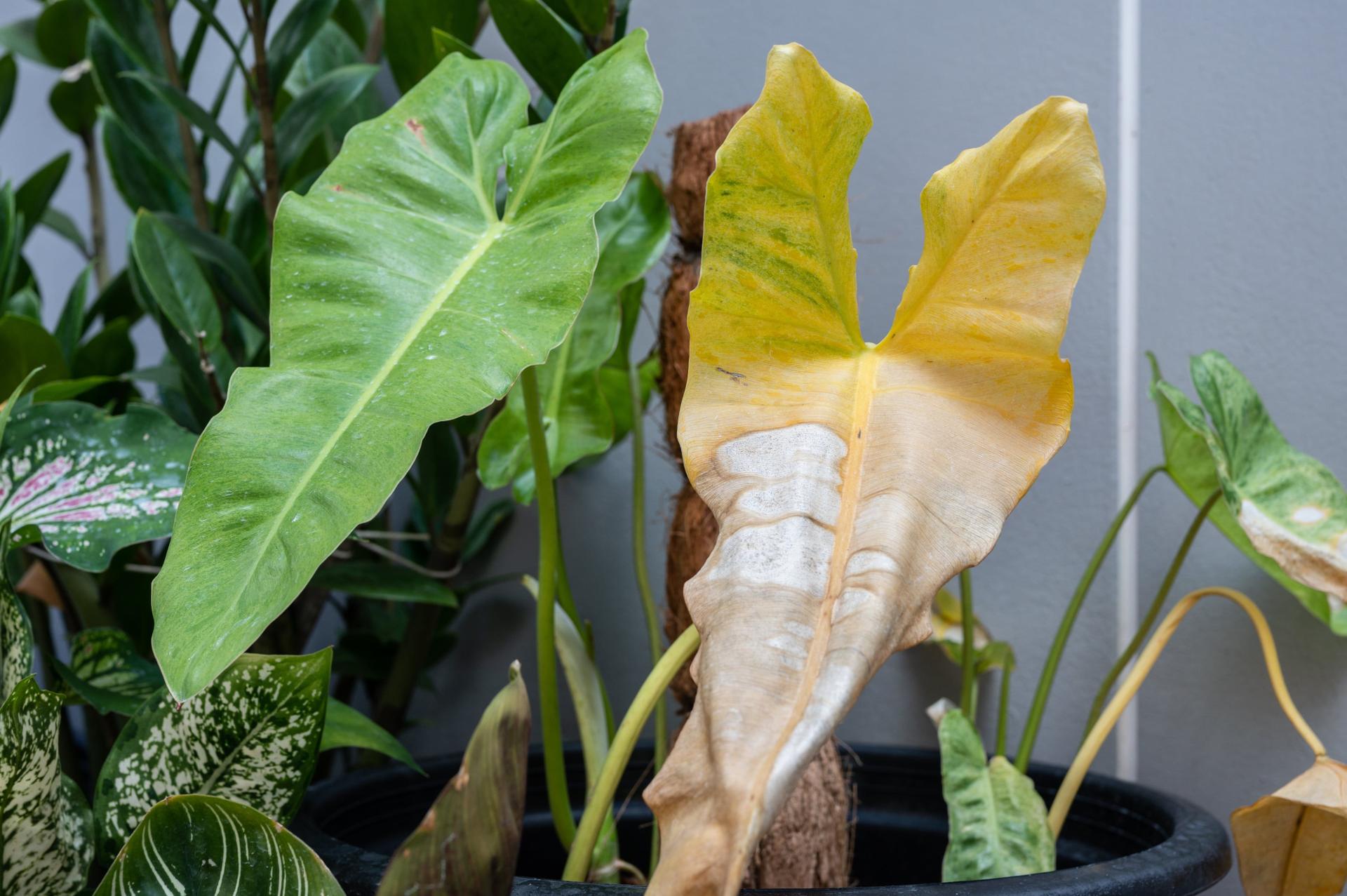 Philodendron Plant with Yellowing Leaves