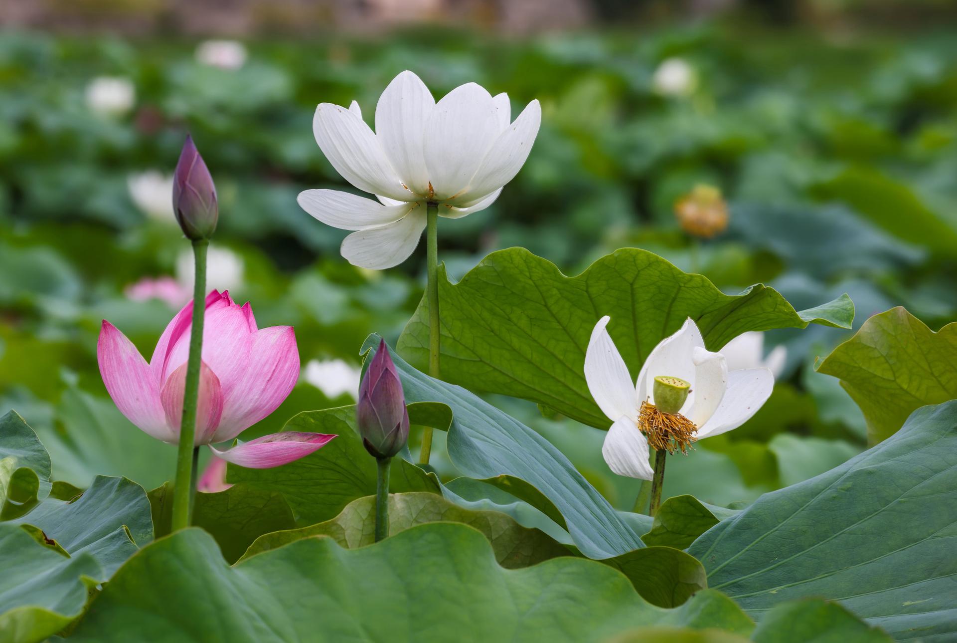 Lotus Flower with Different Colors