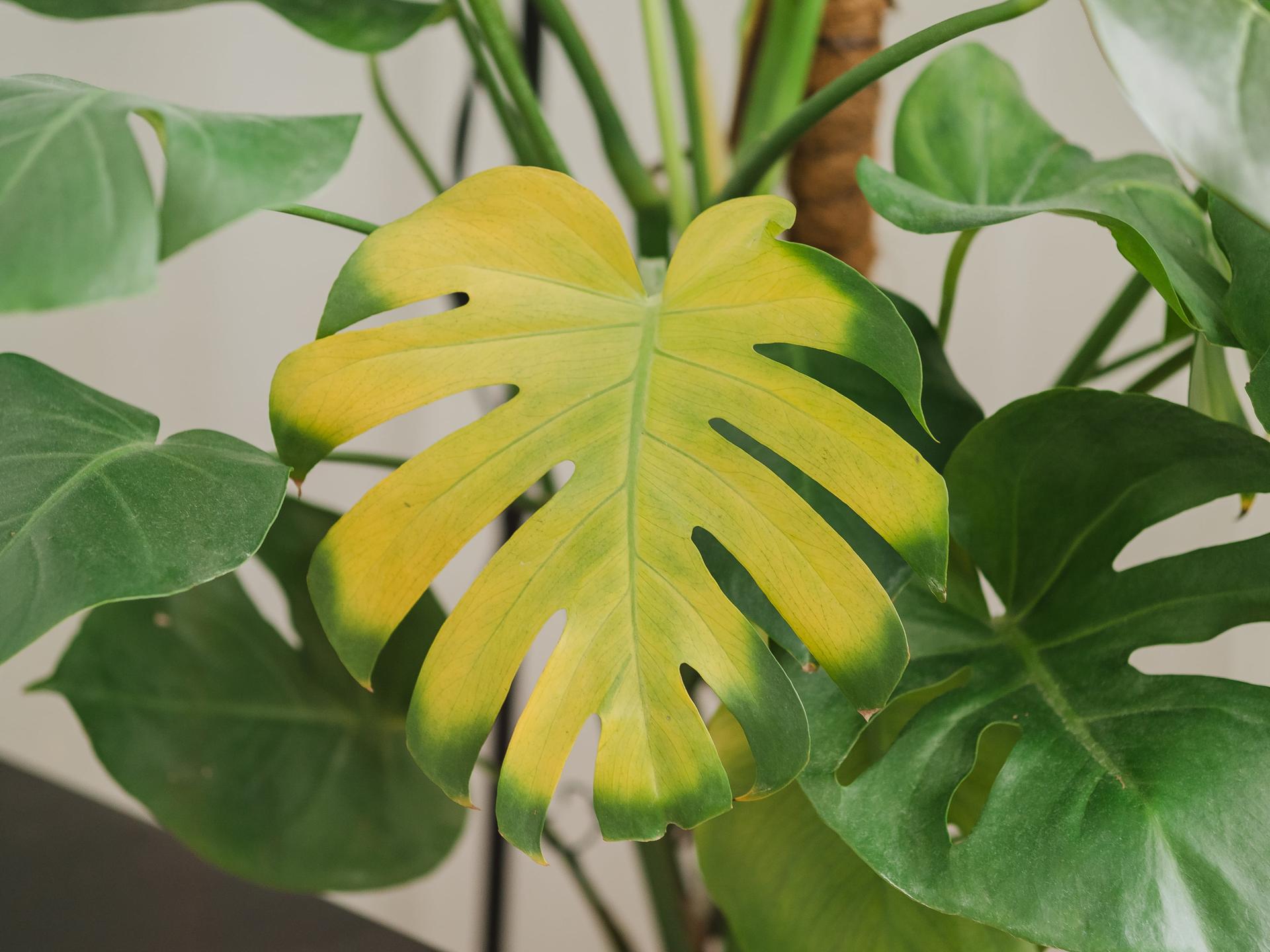 Swiss Cheese Plant (Monstera deliciosa) Leaf Turning Yellow