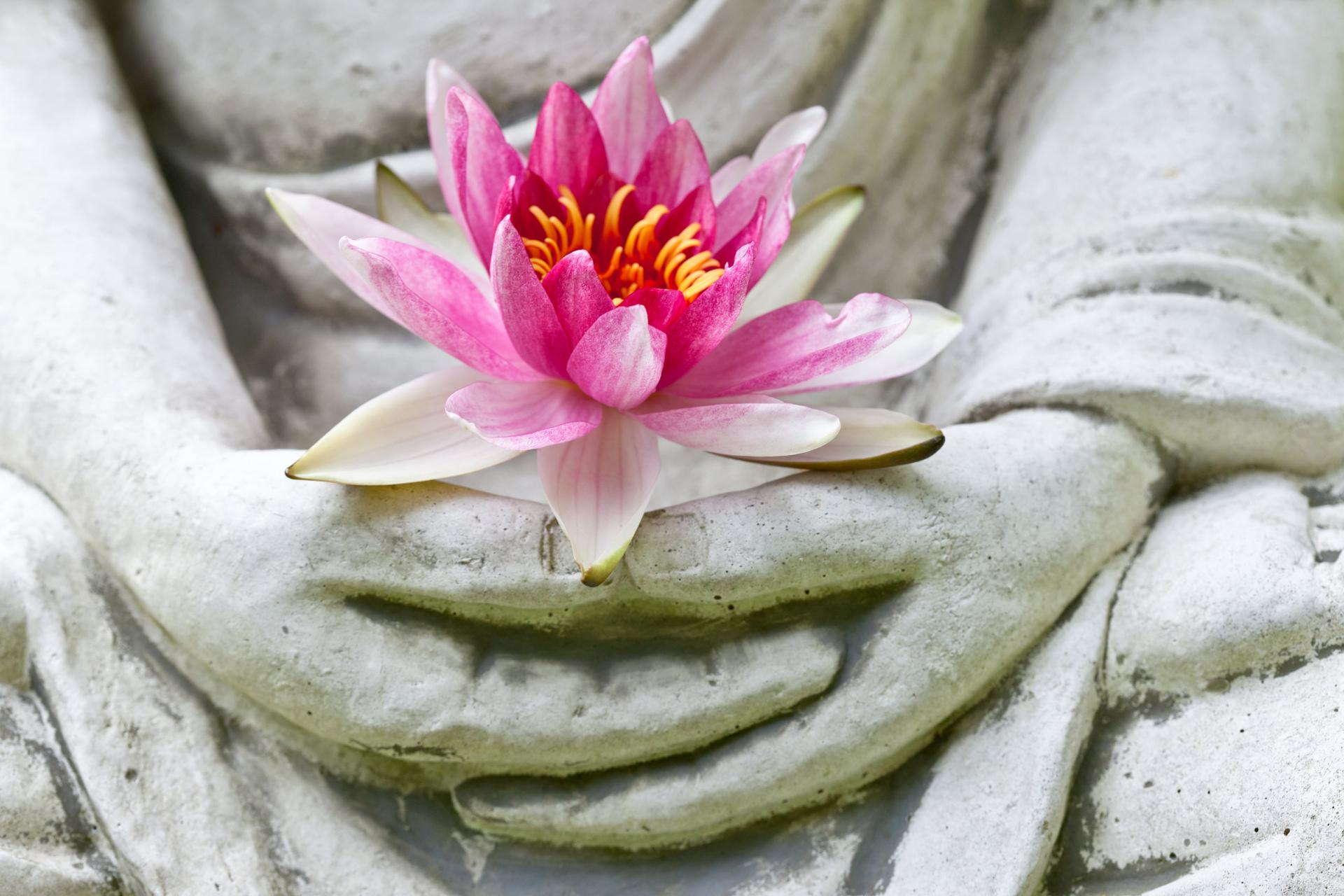 Lotus Flower in Buddha Hands