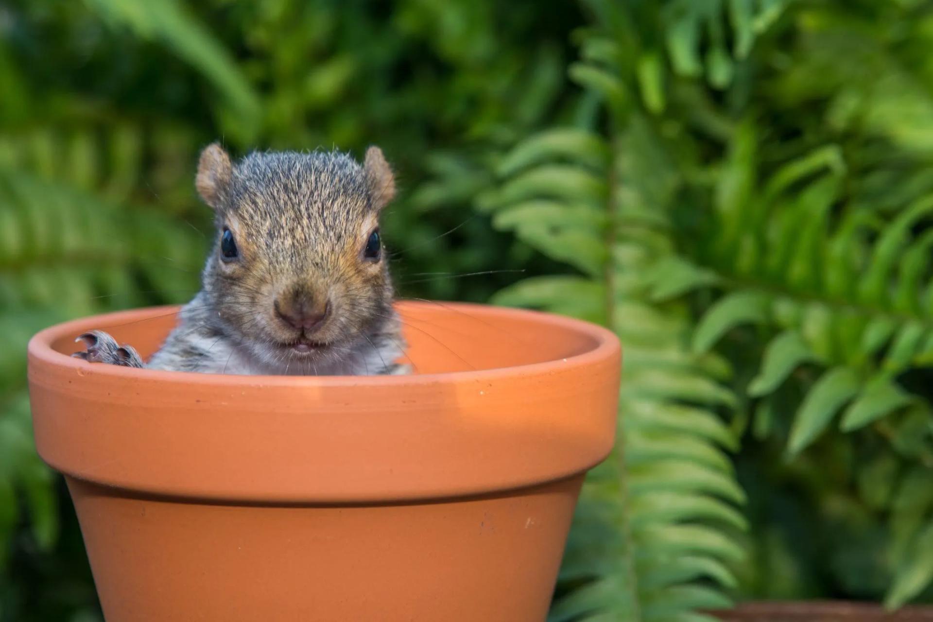 Squirrel in a Planter
