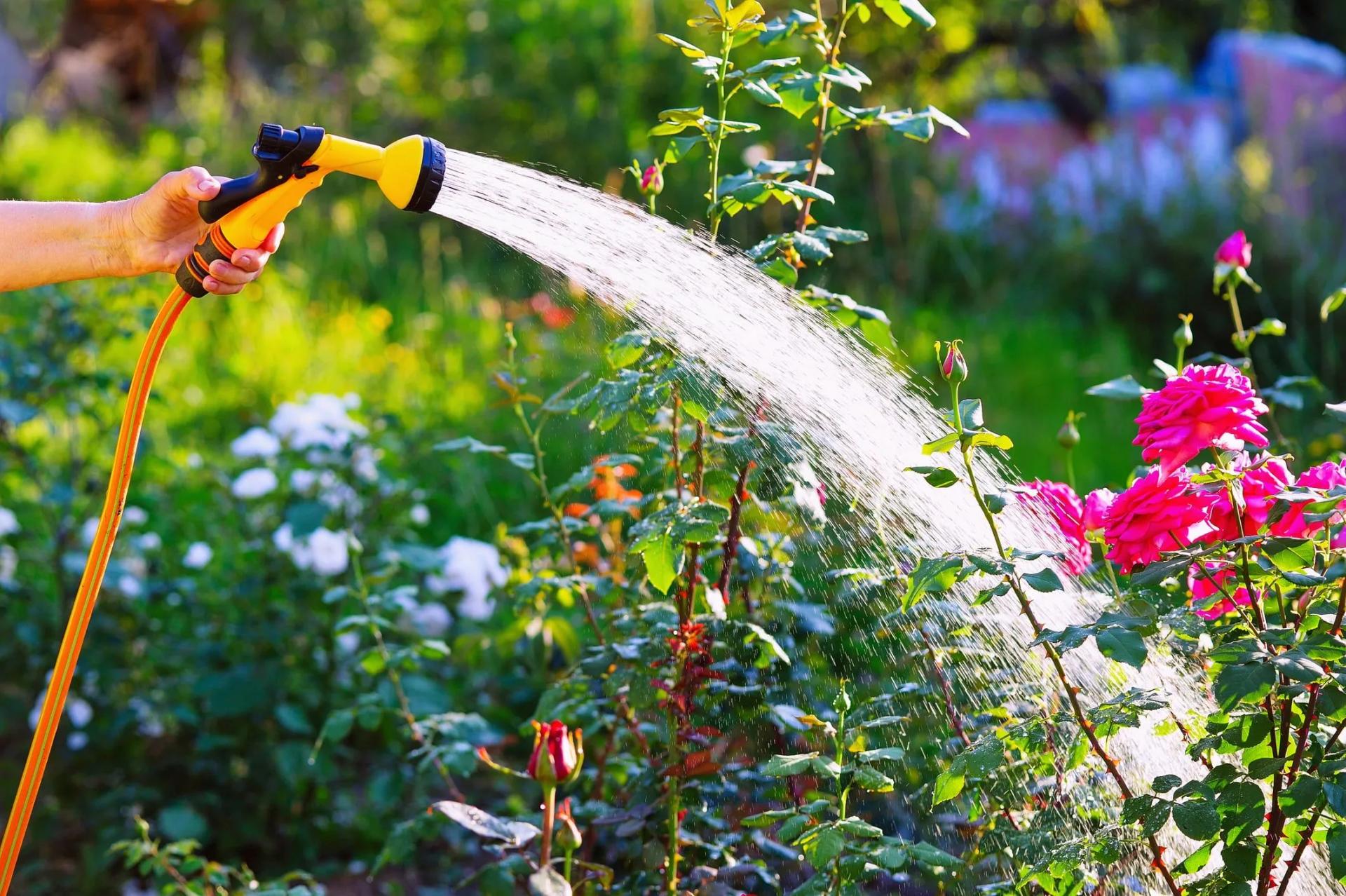 watering with a garden hose