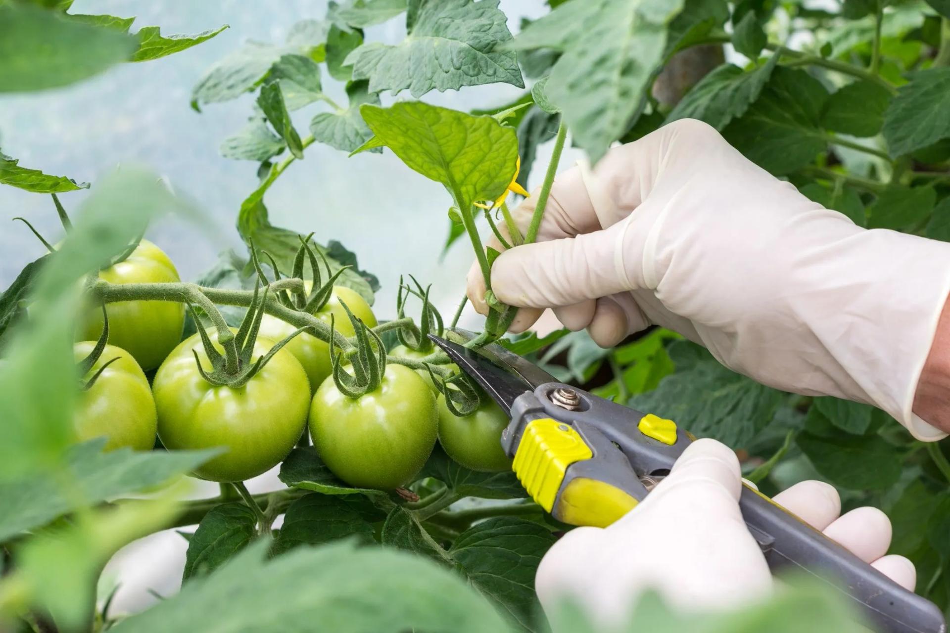 Pruning Tomato Plants with Unripe Fruits