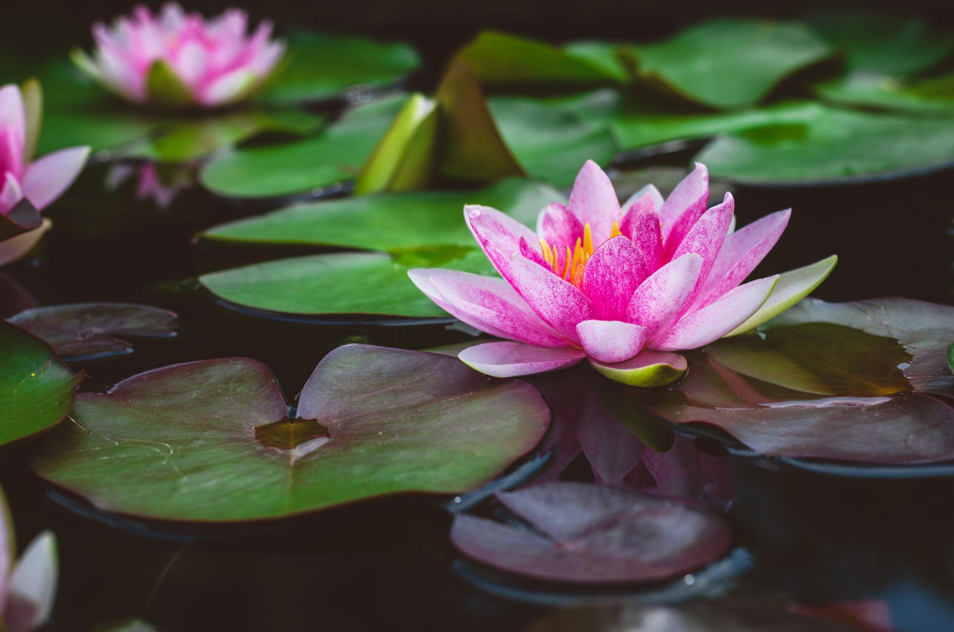 Lotus Flower on Water