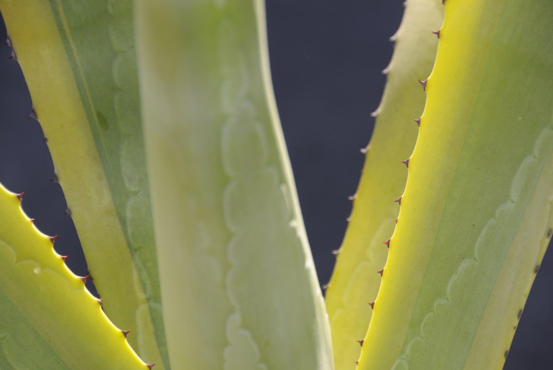 Aloe Plant with Yellowing Leaves