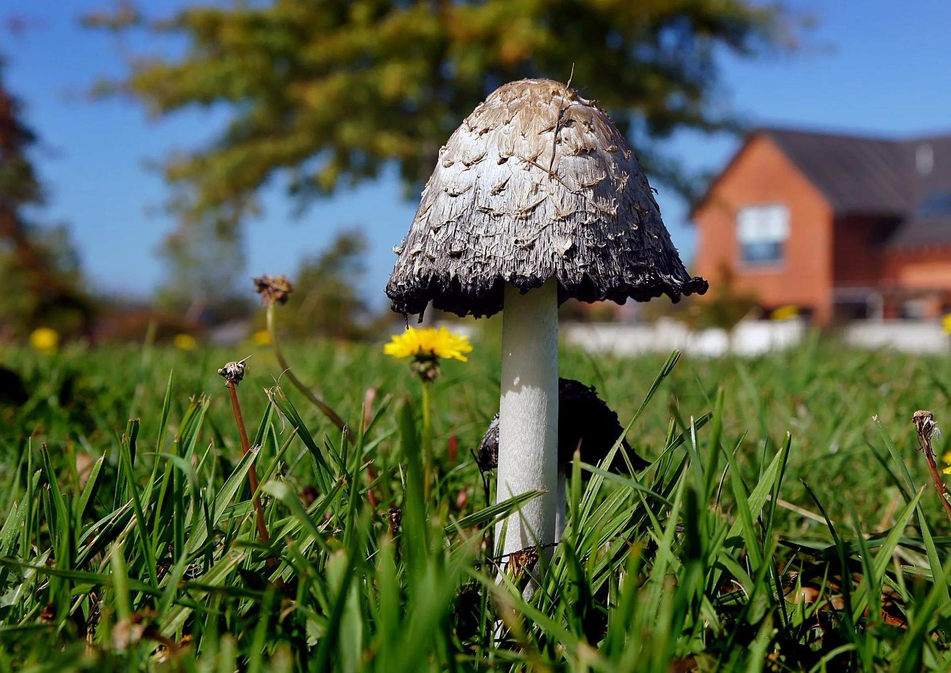 A Rogue Mushroom in the Lawn
