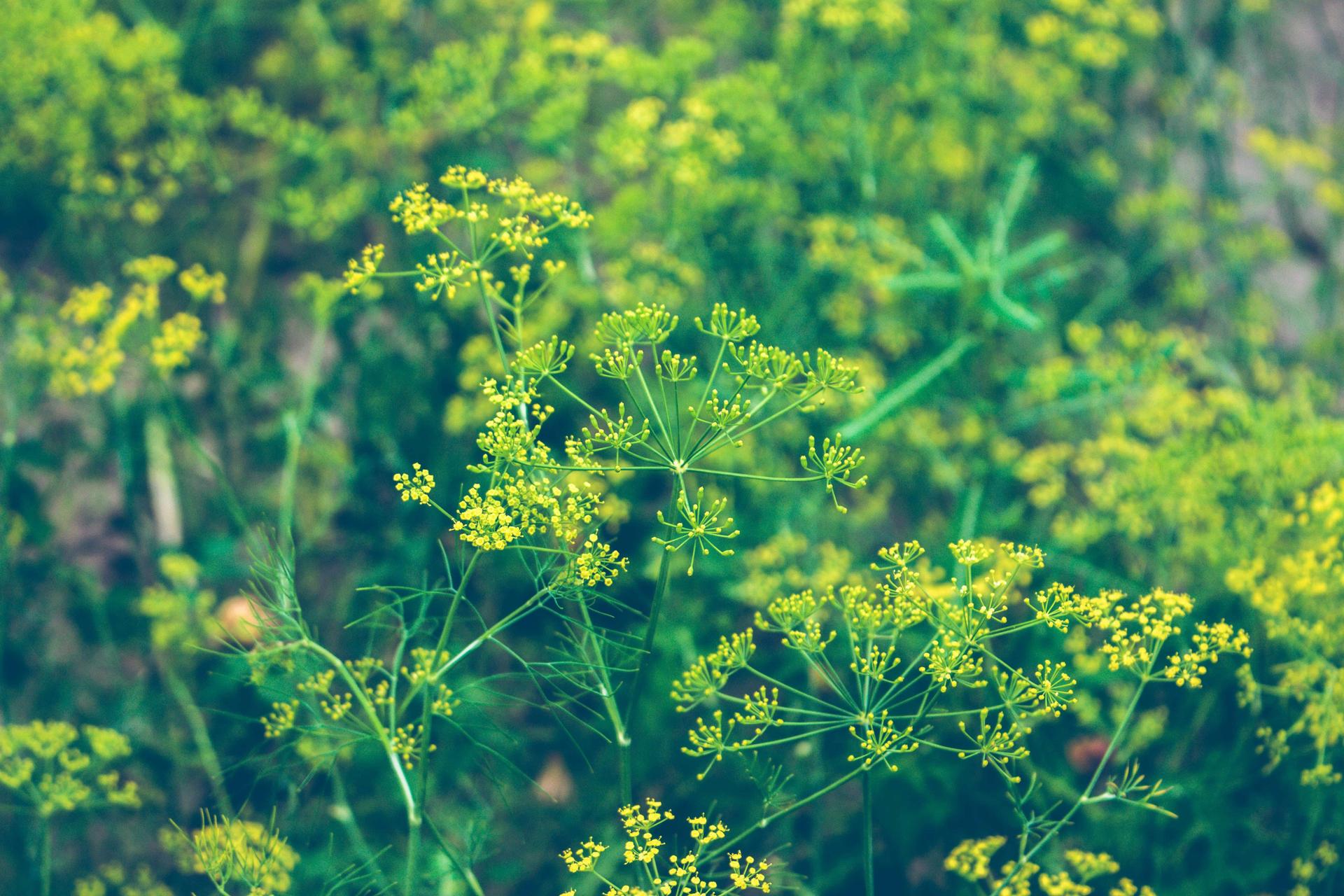 Blooming Dill