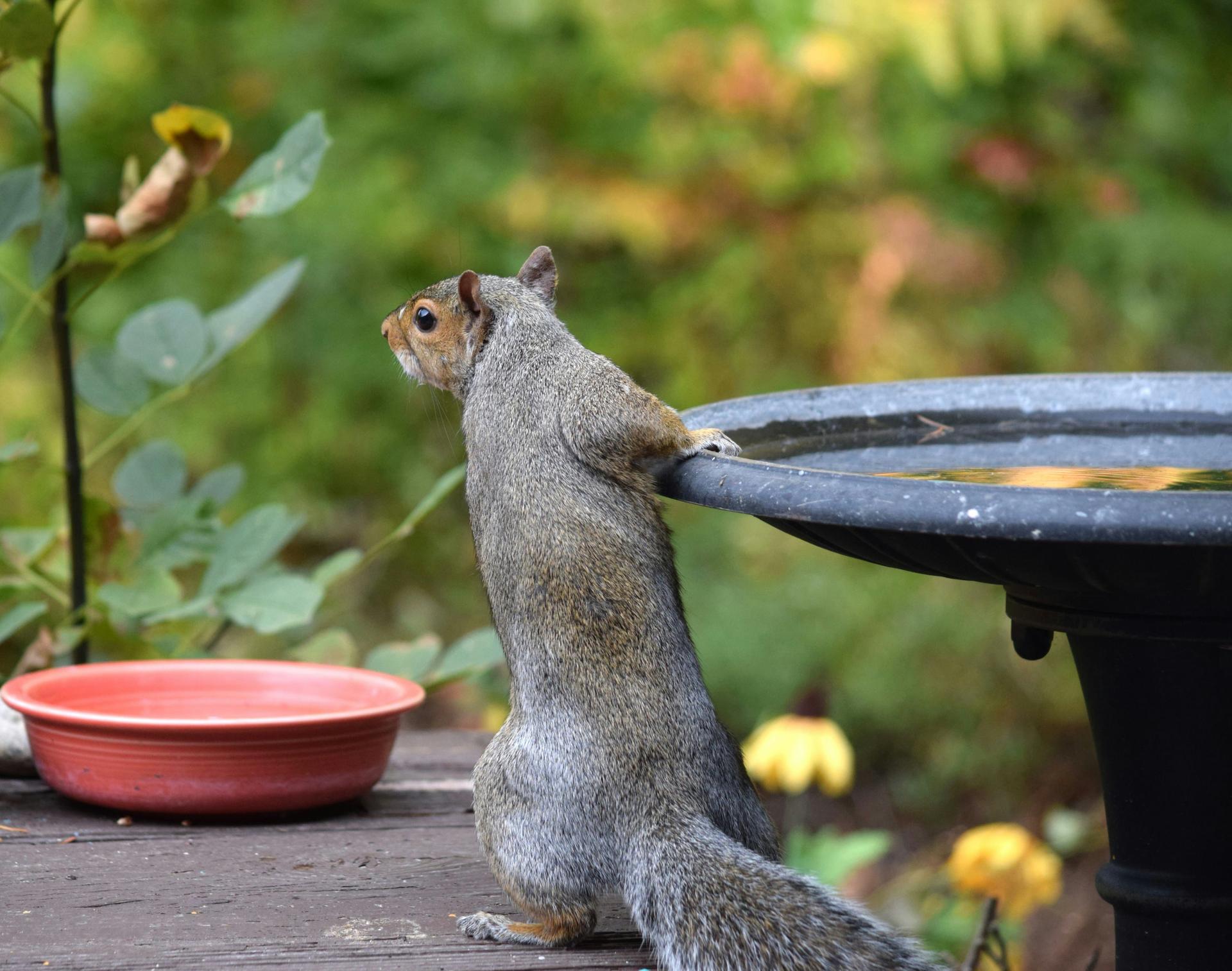 Squirrel Drinking
