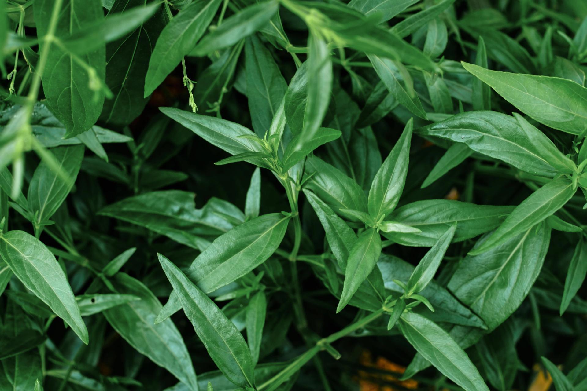 Green Chiretta Leaves