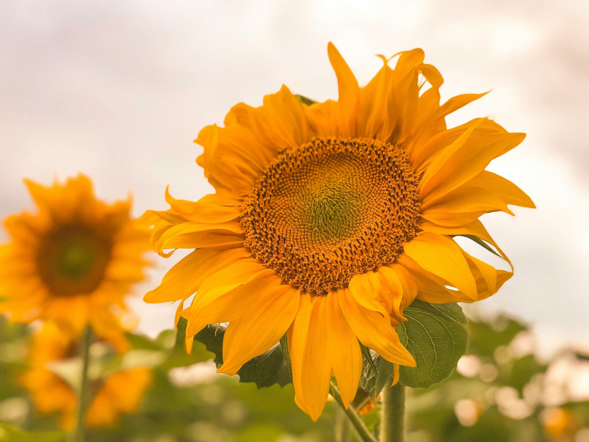 Full-screen Sunflower