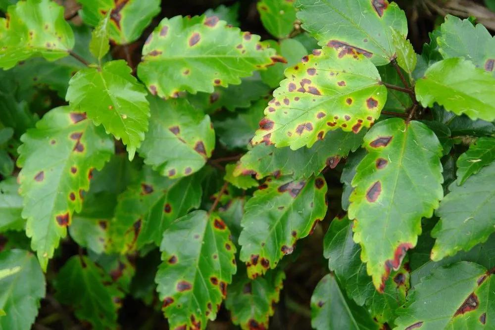 Bacterial leaf spot main