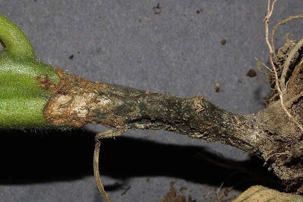 Disease image