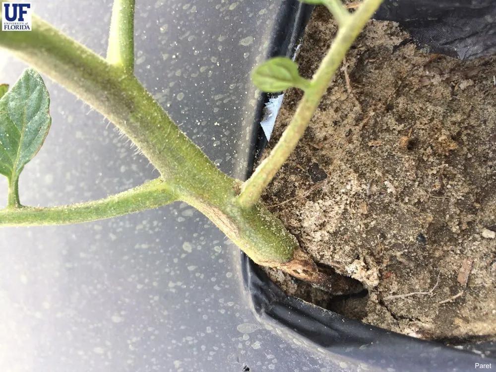 Disease image