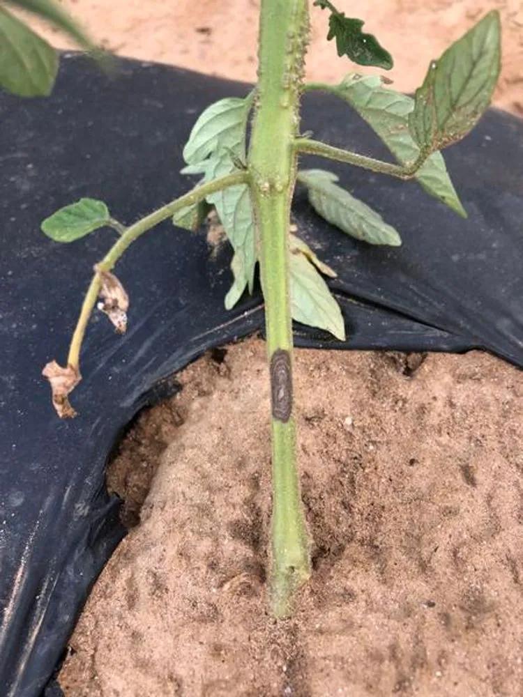 Disease image