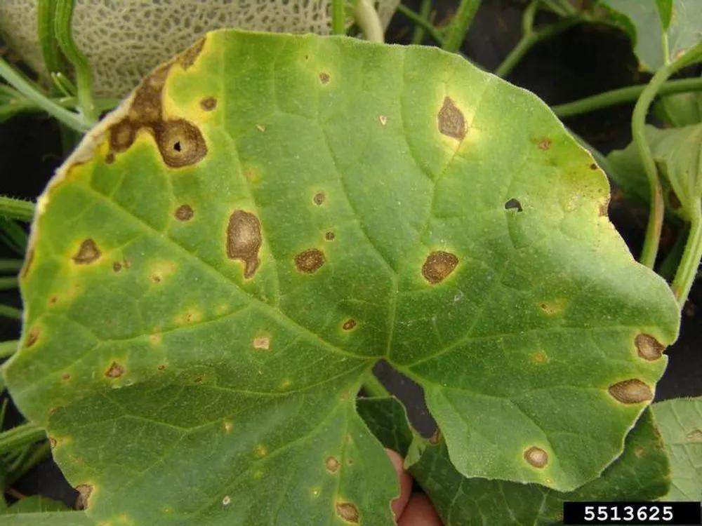 Disease image