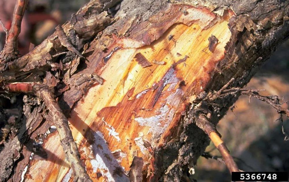 Armillaria Root Rot Treatment  description