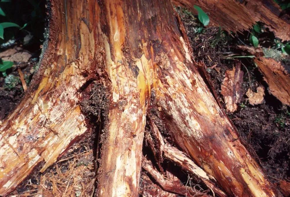 Armillaria Root Rot Treatment  description sm photo