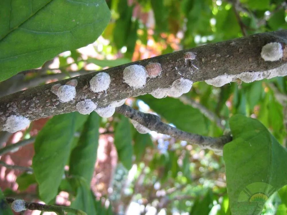 Disease image