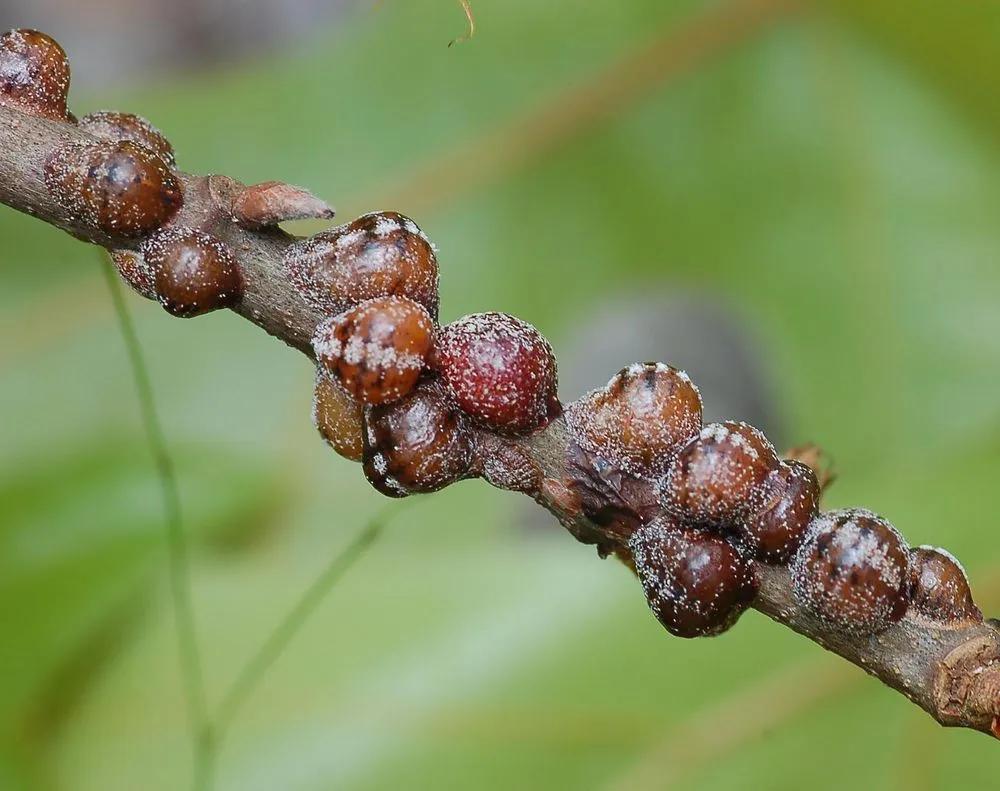 Disease image
