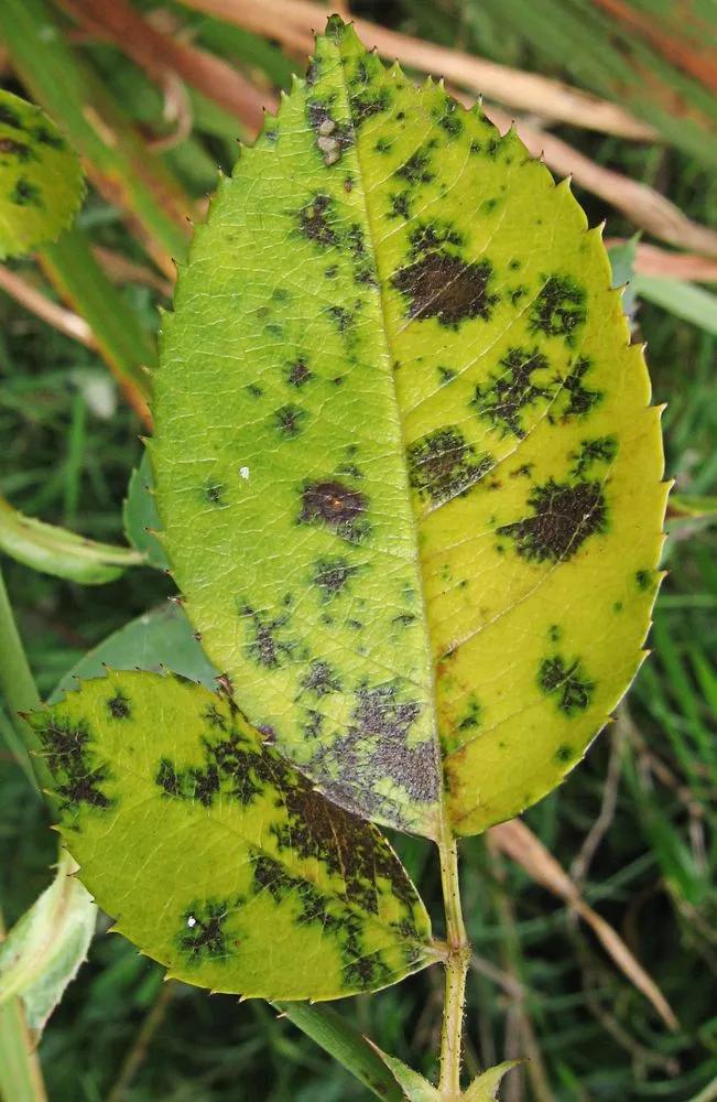 Black Spots on Leaves main